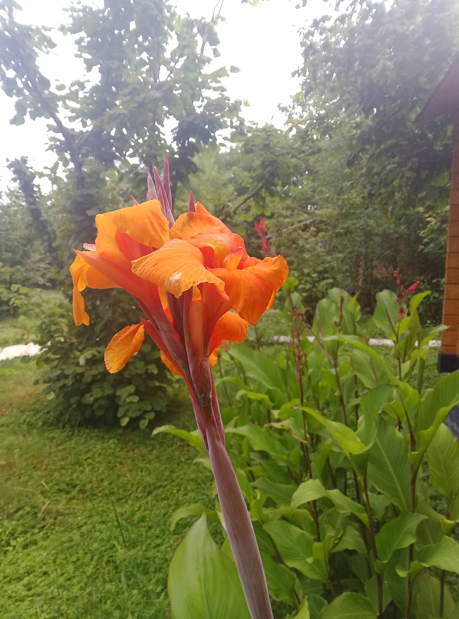 An orange Canna lily flower, with multiple petals unfurling, is in the foreground, angled to the left. The flower is on a thick, reddish-purple stem. In the background, to the right, is a portion of a wooden structure, likely a building, with horizontal siding. Behind the flower and to the right, a cluster of Canna lily plants with large green leaves and small red buds is visible. The ground is covered in green grass. Trees with dappled green leaves are in the further background, obscuring a bright, overcast sky. The scene appears to be outdoors in a garden or yard, possibly in Pshap, Abkhazia, given the vegetation and hint of a dwelling.