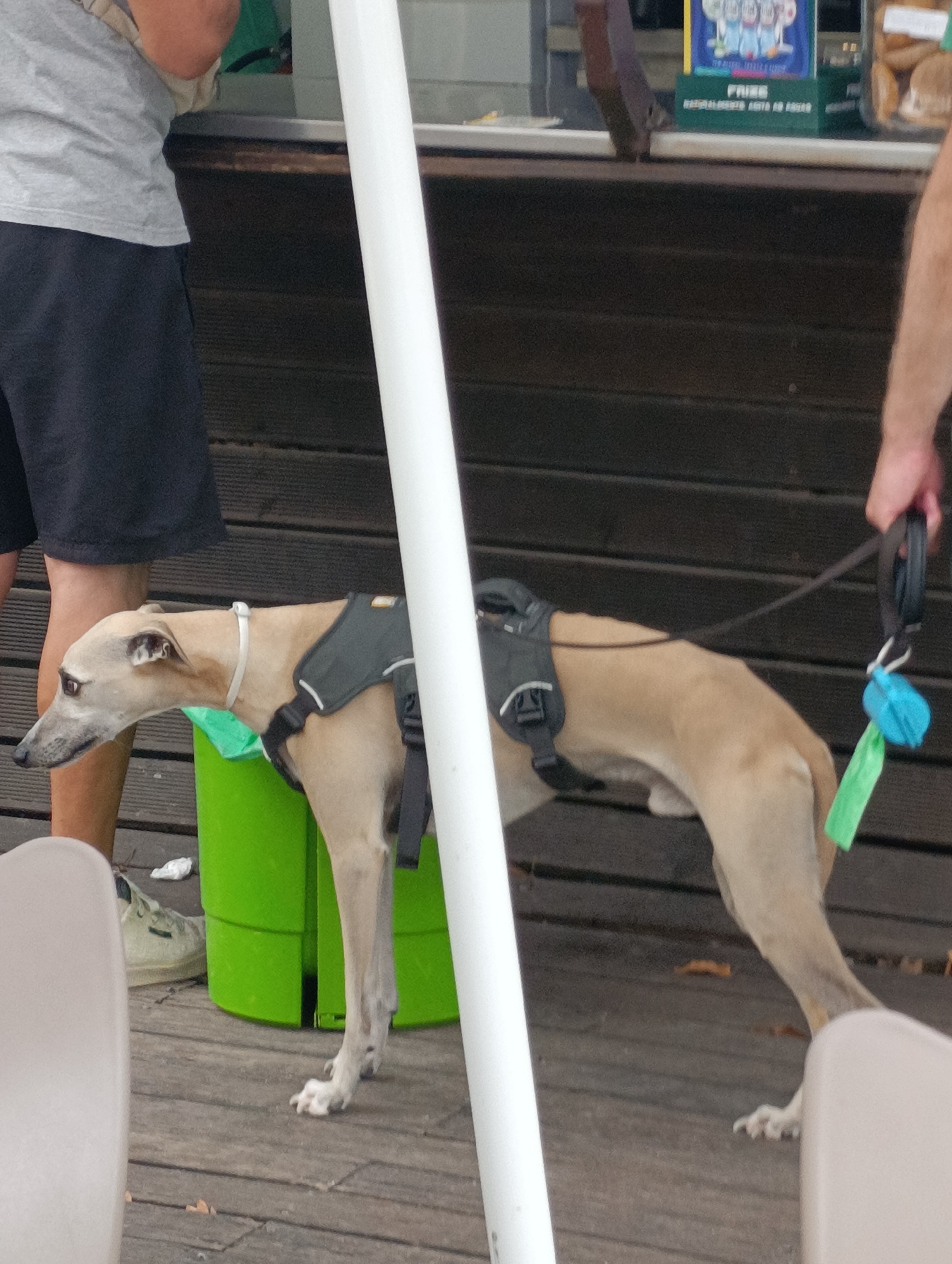 An adult, light-colored dog with a harness and leash is standing on a wooden deck. A person wearing a gray t-shirt and black shorts is standing to the left of the dog. A large green plastic bin is behind the dog. The background consists of a wooden wall with a counter on top. A white pole is in the foreground. The scene is likely outdoors, possibly in a public space. The image does not provide any specific information to determine the location in Setúbal, Portugal.