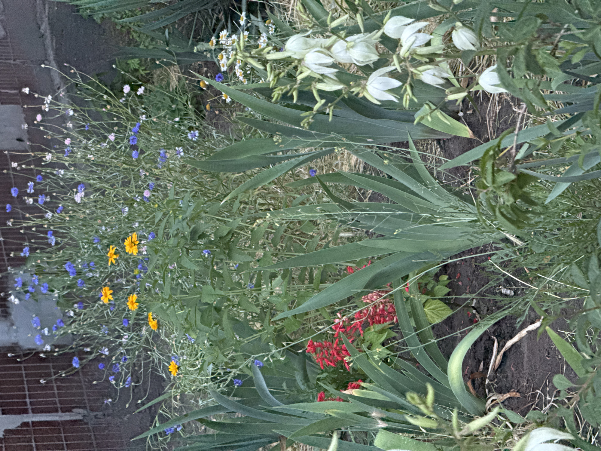 The image depicts a close-up, vertical view of a garden bed filled with a variety of flowers and greenery. The foreground is dominated by lush green foliage, with some leaves appearing broad and sword-like. Interspersed among these leaves are various flowers. There are clusters of small white flowers with yellow centers, resembling daisies, and delicate blue wildflowers. Patches of vibrant yellow flowers with multiple petals are also visible, as are small clusters of bright red flowers. The background shows more greenery and what appears to be dark soil. To the left of the frame, a brick pathway or wall is partially visible, with a wet, reflective surface, suggesting it may have recently rained or been watered. The overall impression is a natural, blooming garden scene. There is no text visible in the image. The lighting suggests it could be daytime, perhaps late afternoon or early evening, given the softness of the light. The setting appears to be outdoors in a garden.
