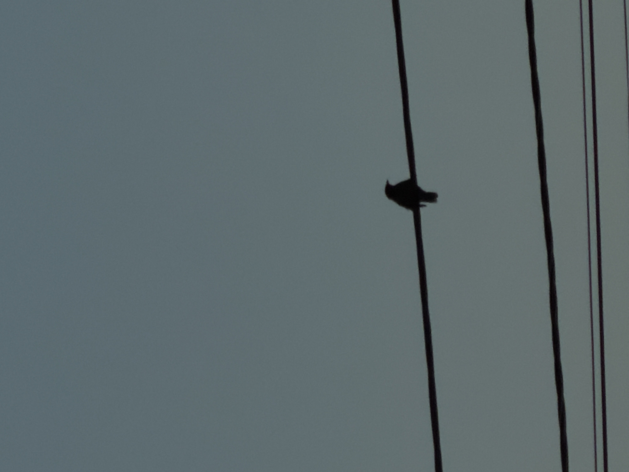 A single bird is silhouetted against a pale, overcast sky, perched on a dark power line. The bird is positioned on the left side of the frame, facing towards the right, with its wings slightly spread. The power line it sits on appears to be one of several running vertically through the image. The overall scene is dark and muted, suggesting either early morning or late evening, or perhaps just a generally cloudy day. The location is identified as Chirchik, Uzbekistan. There is no visible text in the image. The simplicity of the composition, focusing on the solitary bird against the vast, featureless sky, evokes a sense of quiet observation.
