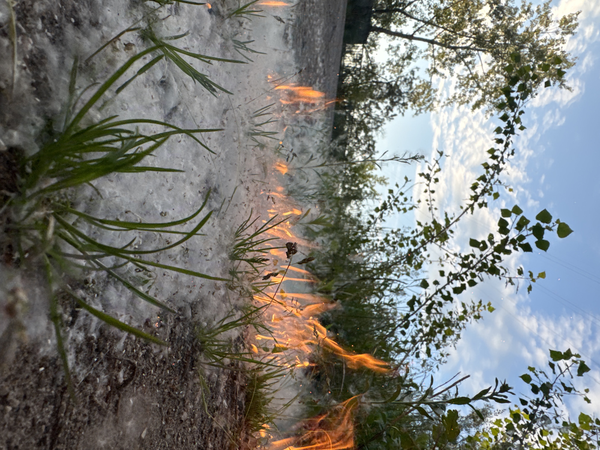 The image depicts an outdoor scene in the city of Chaikovsky, Russia, focused on a ground-level fire. A thick layer of white, fibrous material, consistent with poplar fluff, covers the dark soil and patches of green grass. Numerous small, distinct fires burn within this fluff, producing orange and yellow flames that rise several inches above the ground, accompanied by light grey smoke and visible embers. The fire extends horizontally across the foreground and midground. In the background, a dense stand of deciduous trees frames the upper portion of the scene. Above the trees, a clear blue sky is visible with scattered white cumulus clouds. Faint power lines are discernible in the upper mid-ground, passing through the foliage. No individuals are present in the depicted scene. The overall lighting suggests daylight conditions.
