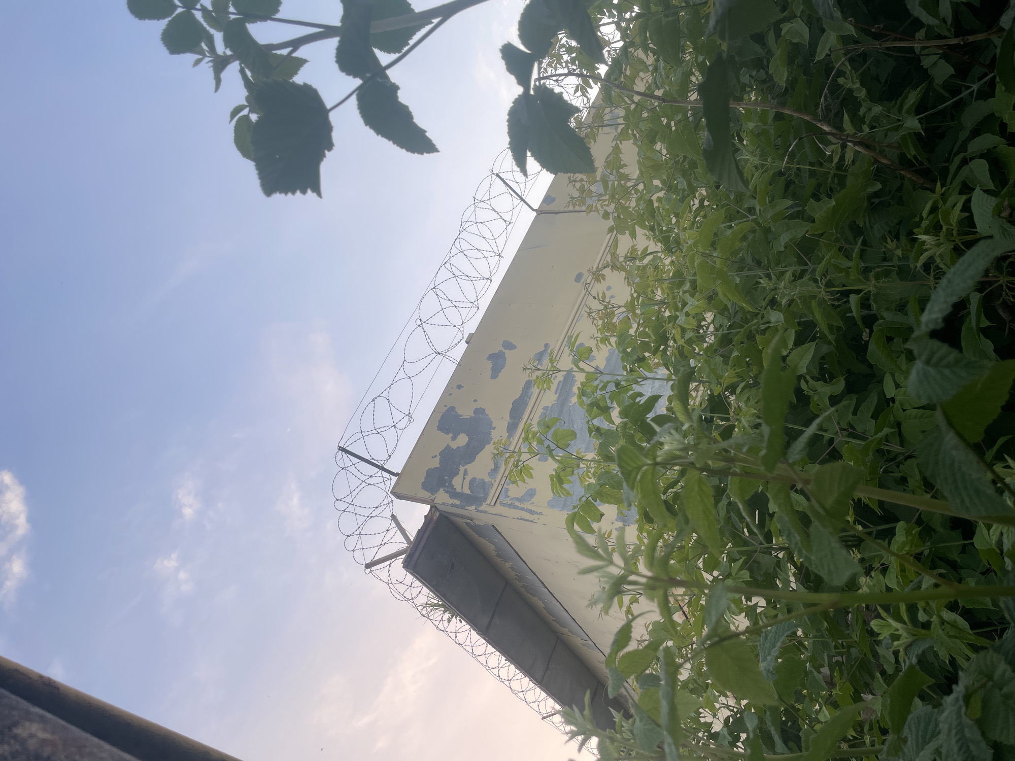 The image depicts an outdoor scene with a clear blue sky. In the foreground, lush green foliage, likely trees or bushes, dominates the right side of the frame, with some leaves also visible in the upper left corner. These leaves are dark green and appear to be in focus.
The central focus of the image is a light-colored, angular structure, possibly a building or part of a fence, with some peeling paint revealing darker patches underneath. Along the top edge of this structure, a coiled barbed wire fence is clearly visible, indicating a possible security perimeter.
The perspective is from a low angle, looking upwards towards the sky and the structure. The lighting suggests it is daytime, likely late afternoon or early morning due to the soft quality of light and the clear sky with a few wispy clouds. No people are visible in the image. The overall impression is one of an overgrown area with an element of security. There is no visible text in the image. The location context provided is Laishevo, Russia.