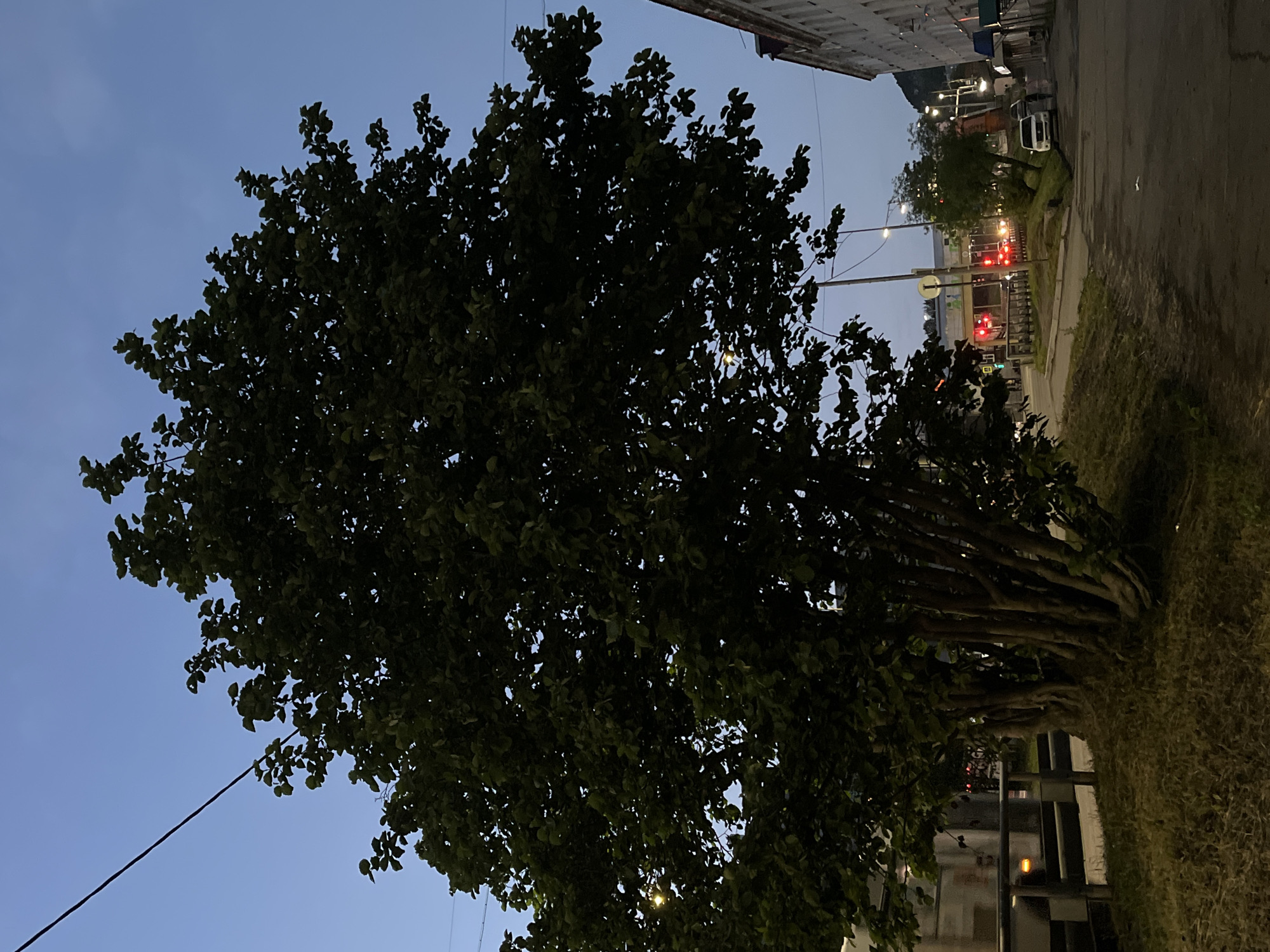 The image depicts a street scene in Petropavlovsk-Kamchatsky, Russia, during twilight. A large, leafy tree dominates the foreground, its branches casting shadows on the paved road and sidewalk. The sky is a deep blue, transitioning from day to night.

In the background, buildings line the street, some appearing to be commercial establishments with illuminated windows. Traffic lights are visible, showing red, indicating vehicles are stopped. A white car is parked on the side of the road, and a few pedestrians are walking. A wire is stretched across the top left of the frame, typical of urban infrastructure. The overall impression is a quiet, somewhat moody urban environment as evening sets in.