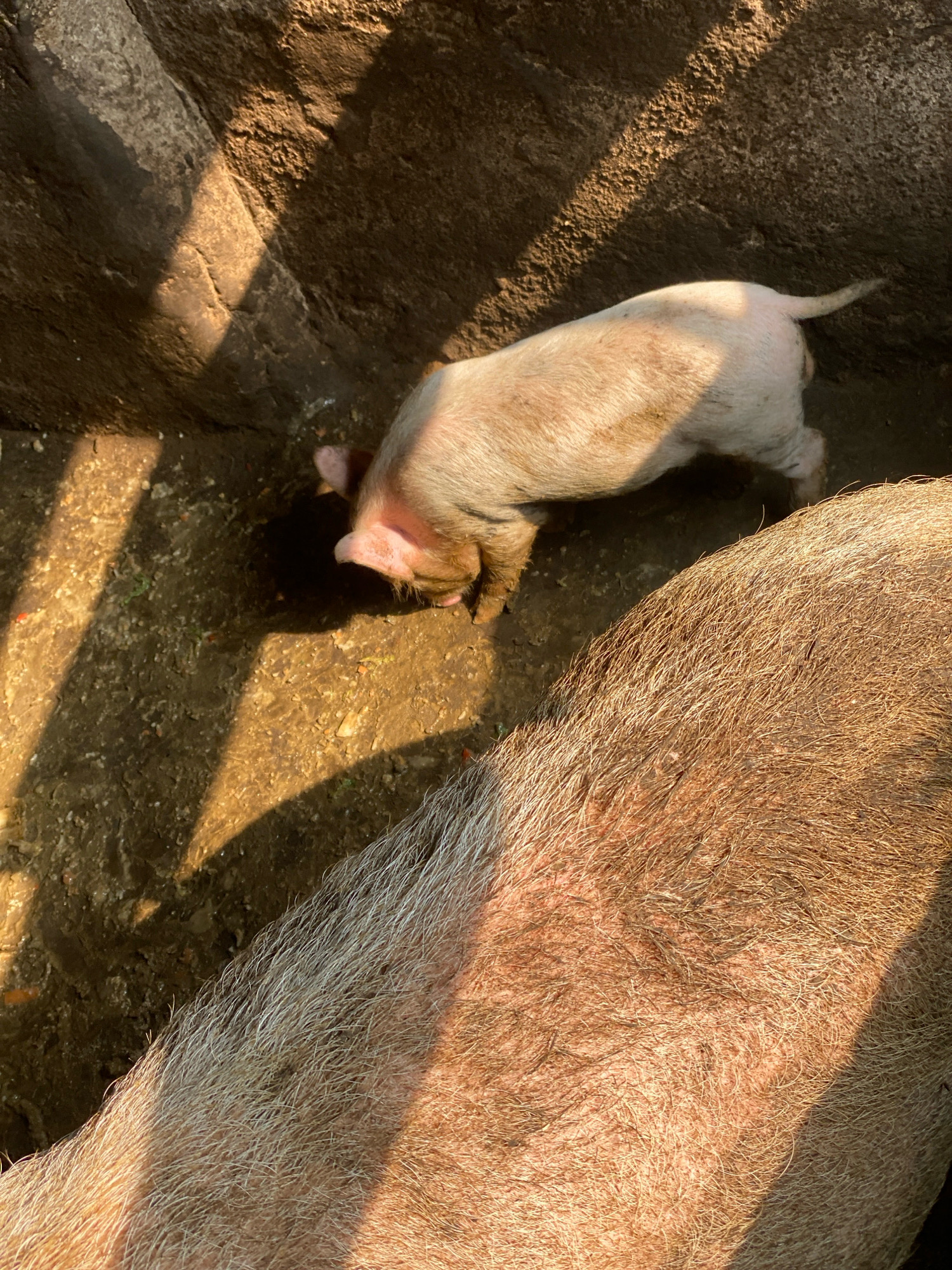 In an outdoor environment, likely a farm or pen, a young piglet with light pink skin and sparse, light-colored hair is seen foraging in the dirt. The piglet is positioned in the center of the frame, facing downwards and to the left. Its snout is buried in the muddy ground, suggesting it is eating or searching for food. Sunlight casts strong shadows across the scene, highlighting the rough, textured surface of the ground and a large, dark, rocky or earthen wall behind the piglet. In the foreground, a portion of a larger pig, or another animal, is visible, taking up the bottom half of the image. This larger subject is characterized by its dense, coarse, light brown and gray hair. The overall scene conveys a natural, uncultivated setting with a focus on the animals.