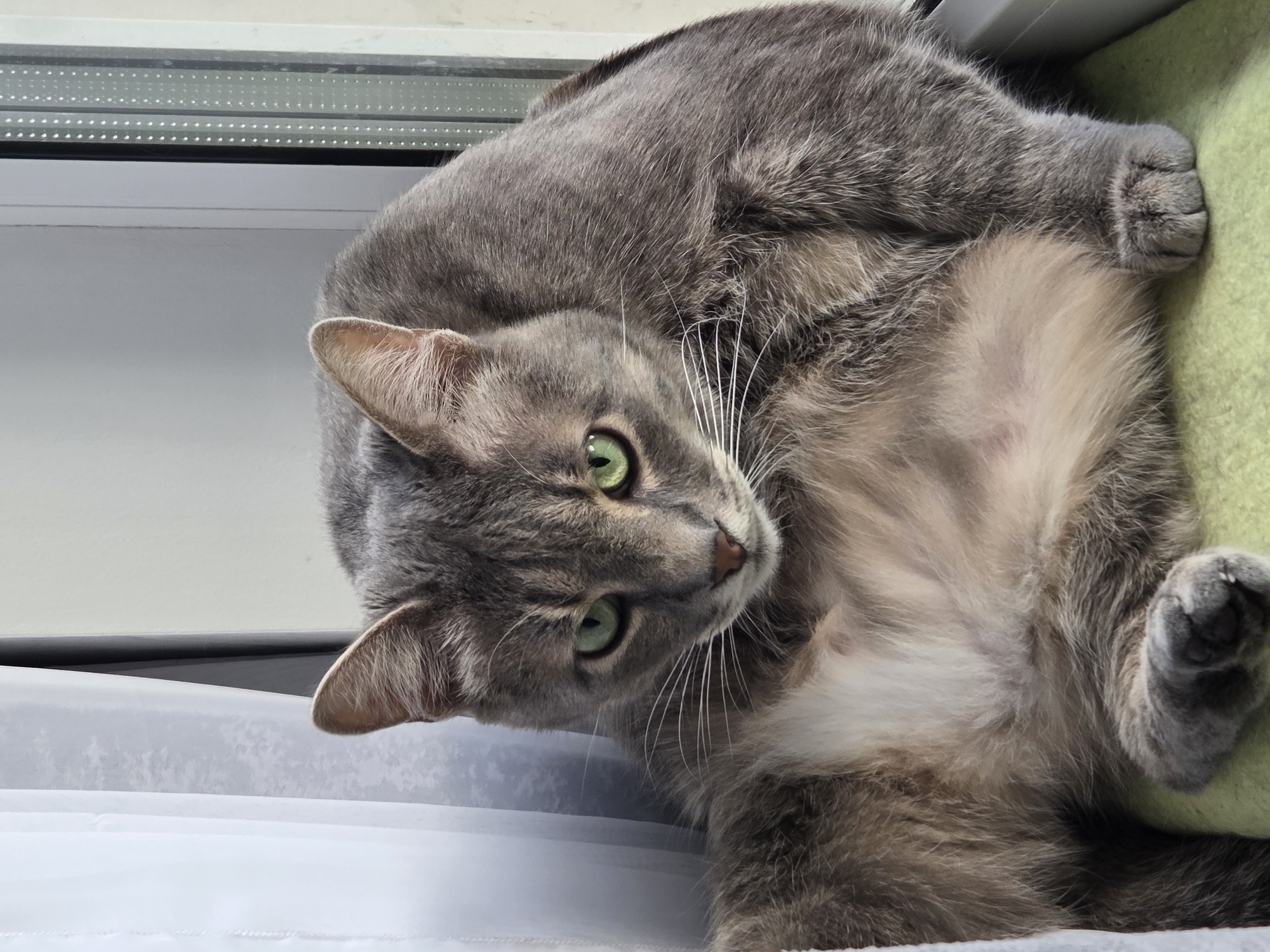 A grey cat with green eyes is lying on its side near a window. The cat's fur appears soft and well-groomed. Part of the window includes horizontal blinds, and the cat's fur rests against a green surface. The location is Unknown, Unknown.