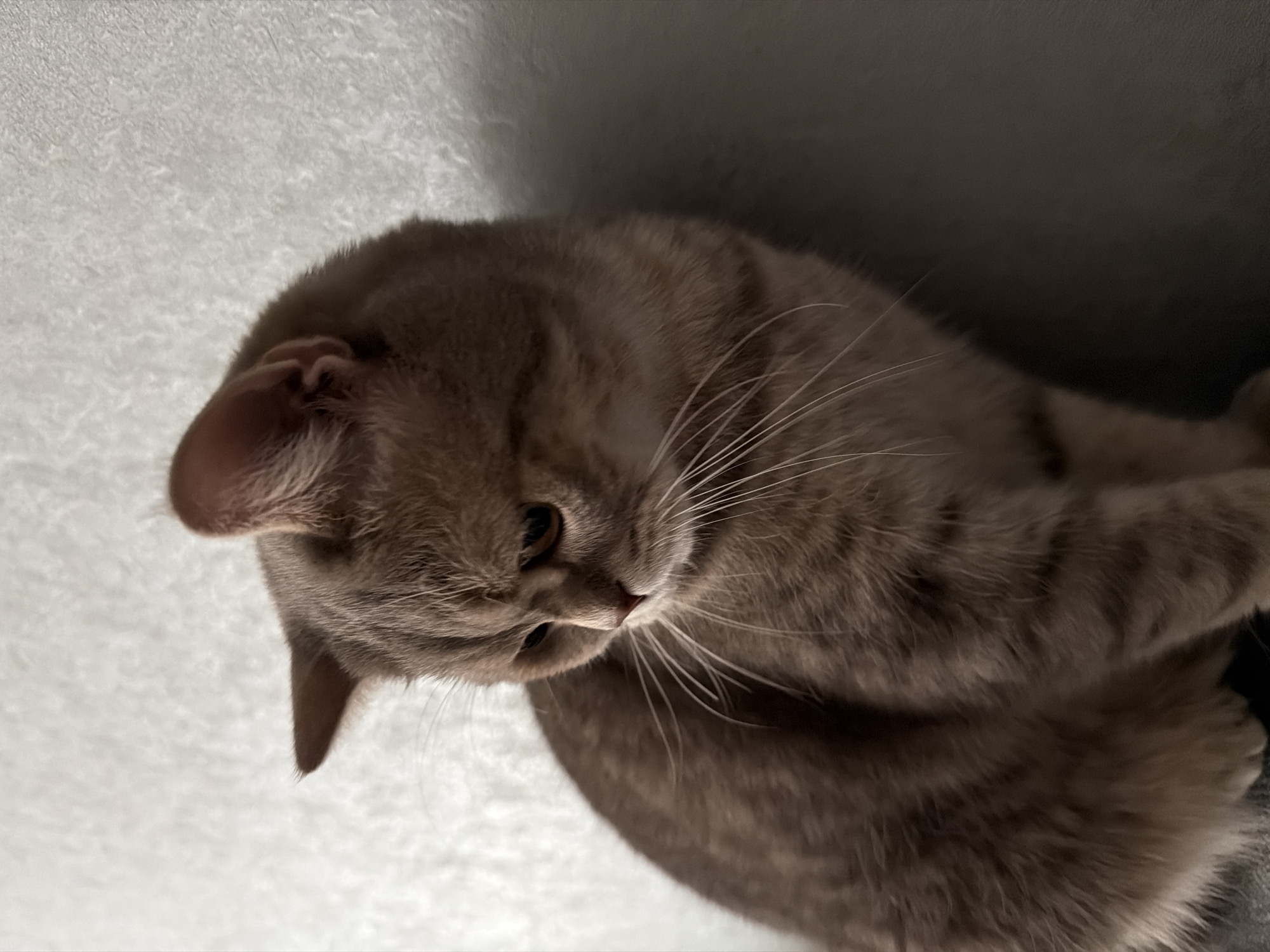 This media file captures a close-up portrait of a cat in an indoor setting. The primary subject is a shorthair cat, likely a British Shorthair, with soft, greyish-brown fur exhibiting subtle tabby markings. The cat's head is tilted downwards and to its right, with its gaze directed towards an unseen point below the frame, giving it a contemplative or focused expression. Prominent white whiskers extend from its snout. One ear, light pink inside, is clearly visible and upright.
The cat occupies the central and right portions of the frame. The background is divided: to the left and upper left, there is a light-colored, textured surface, possibly a blanket or soft furnishing. To the right and behind the cat, a darker, shadowed area suggests another piece of furniture or a corner, creating a sense of depth. The lighting is soft and somewhat subdued, hinting at an indoor setting, possibly during late afternoon or evening, or in a cozy, shadowed spot. No specific activity beyond the cat's attentive pose is depicted. There is no visible text in the image. The location context for this image is Chaikovsky, Russia.