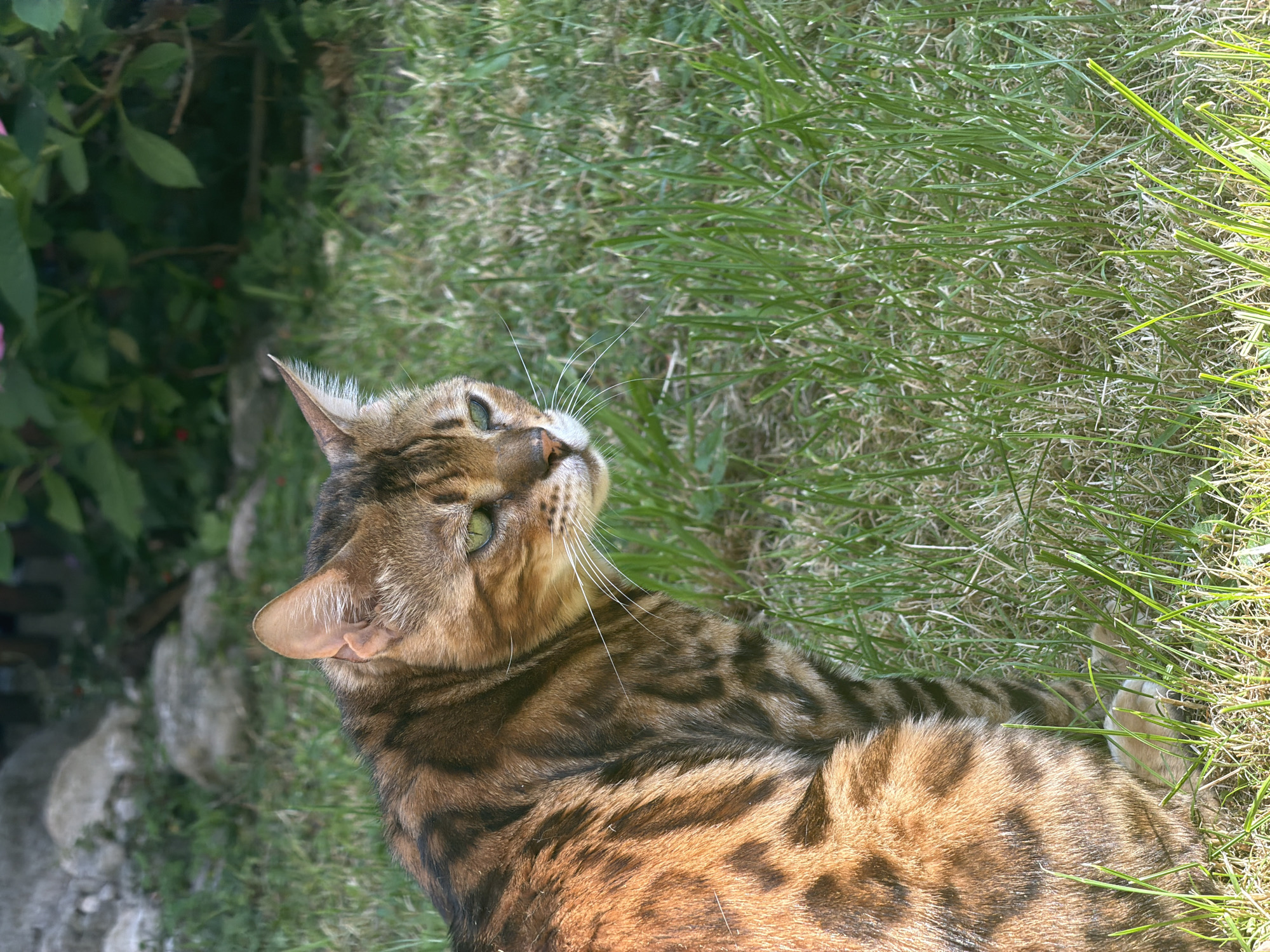 A Bengal cat with distinctive rosetted markings and bright green eyes sits in a patch of green grass. The cat is facing to the right of the frame, with its head turned to look slightly back towards the viewer. The background is a blur of green foliage and rocks, suggesting an outdoor setting. The image does not contain any elements that indicate the location is Garmisch-Partenkirchen, Germany.