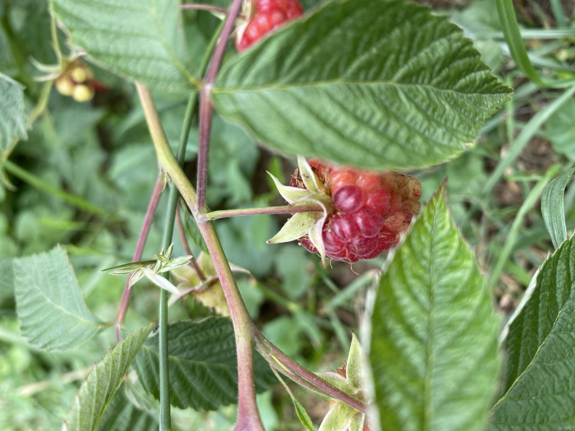 A close-up, outdoor shot focuses on a branch of raspberries with several fruits in various stages of ripeness. A ripe, bright red raspberry is prominently featured in the foreground, its drupelets clearly visible. Other raspberries, some still green, are also present on the branch. Large, textured green leaves partially obscure the view, creating a natural, leafy background. The scene appears to be set in a garden or natural environment, with soft lighting and a shallow depth of field. The location is Unknown, Unknown.