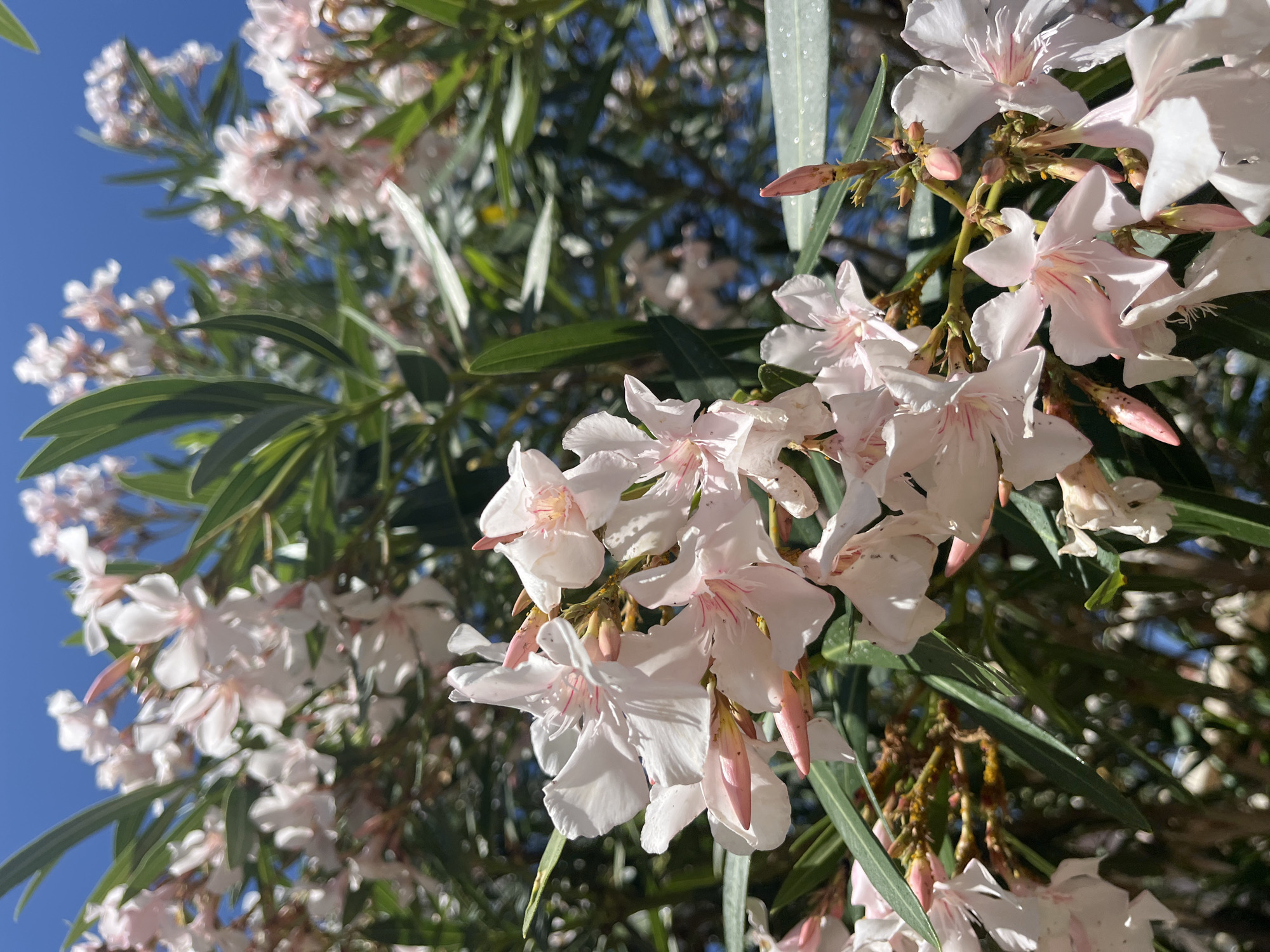 This is a close-up, low-angle photograph of blooming oleander flowers against a bright blue sky. The flowers are primarily white with delicate pink streaks, and some are in bud form, appearing as pointed, pale pink structures. The green, lance-shaped leaves of the oleander plant are interspersed among the blossoms. The background shows more of the plant and hints of sunlight filtering through the foliage. The scene appears to be outdoors, possibly in a garden or park setting within the city of Bar, Montenegro, given the typical Mediterranean flora and climate. There are no people or other visible subjects in the frame. The image captures the vibrant details of the flowers and leaves, suggesting a sunny day.