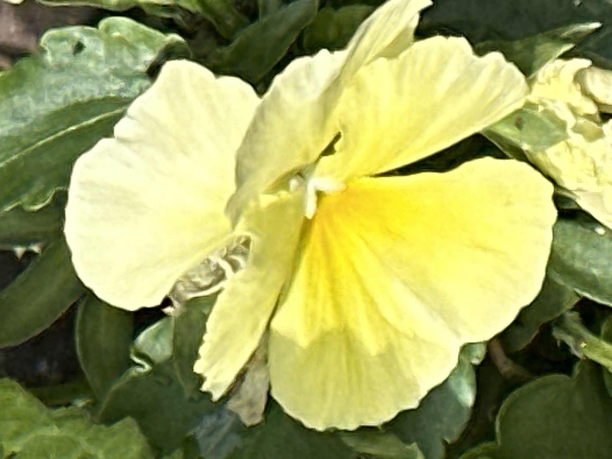 A close-up, overhead shot features a bright yellow pansy flower, its petals velvety and slightly ruffled. The flower dominates the center of the frame, with its upper petals reaching towards the top left and its lower petals curving downwards and to the right. A small, white stamen is visible in the center of the bloom. The flower is surrounded by dark green, lush leaves, providing a stark contrast to its vibrant color. Some of the leaves are in sharp focus, showcasing their texture and veins, while others are blurred, creating a sense of depth. The lighting suggests it could be daytime, with soft shadows indicating diffused light, possibly a slightly overcast day or shade. No people, text, or specific location cues beyond the general context of Podolsk, Russia are discernible. The overall impression is one of natural beauty and the simple elegance of a blooming flower.
