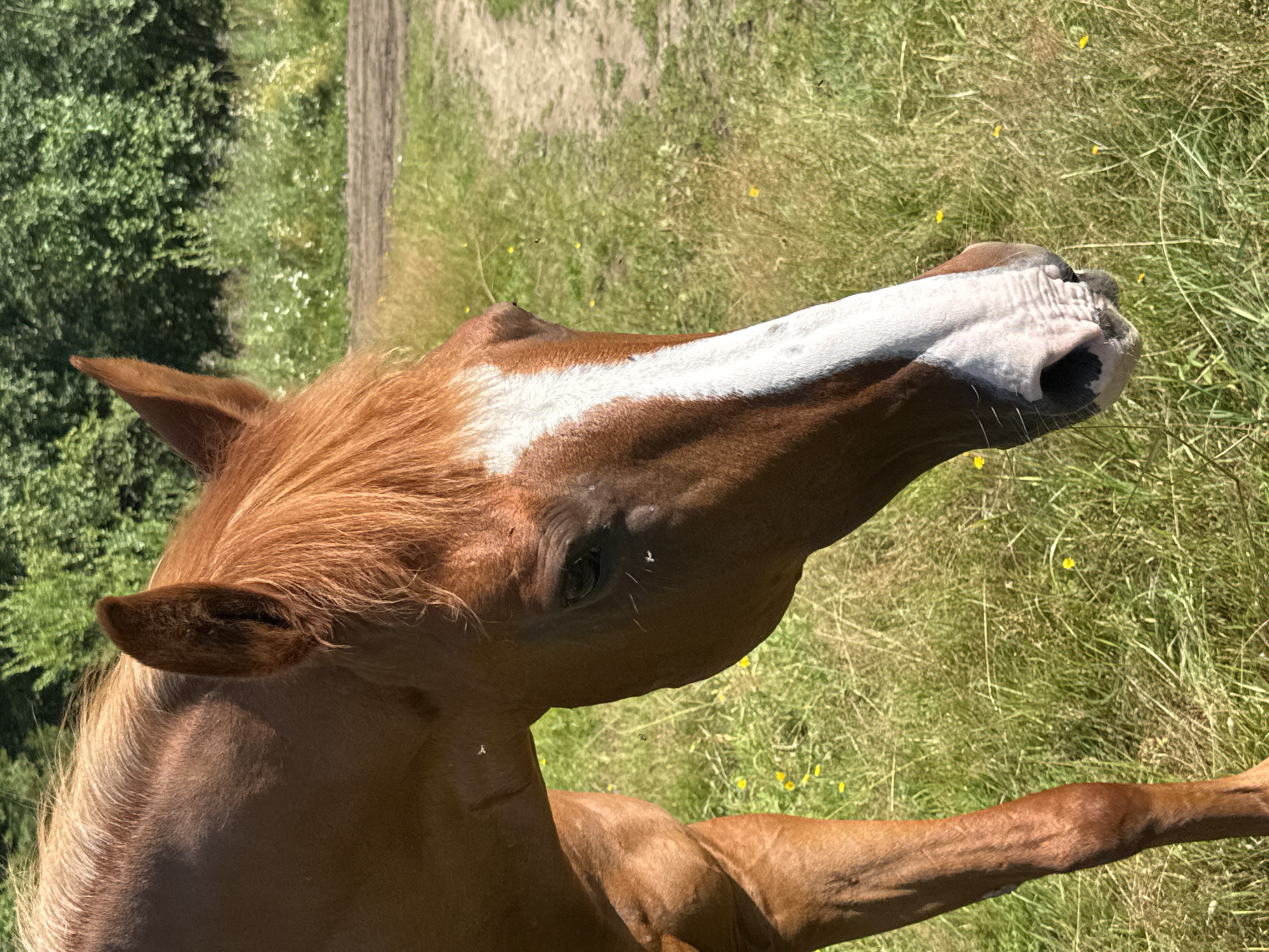 A chestnut horse is standing in a grassy field, its head turned to the right. The horse has a white blaze on its face. There are some small yellow flowers scattered in the grass. In the background, there is a dirt path and trees. There are a few flies visible on the horse's face and neck. The image is taken on a sunny day. It is not possible to determine the location in the city of Mars, Russia.