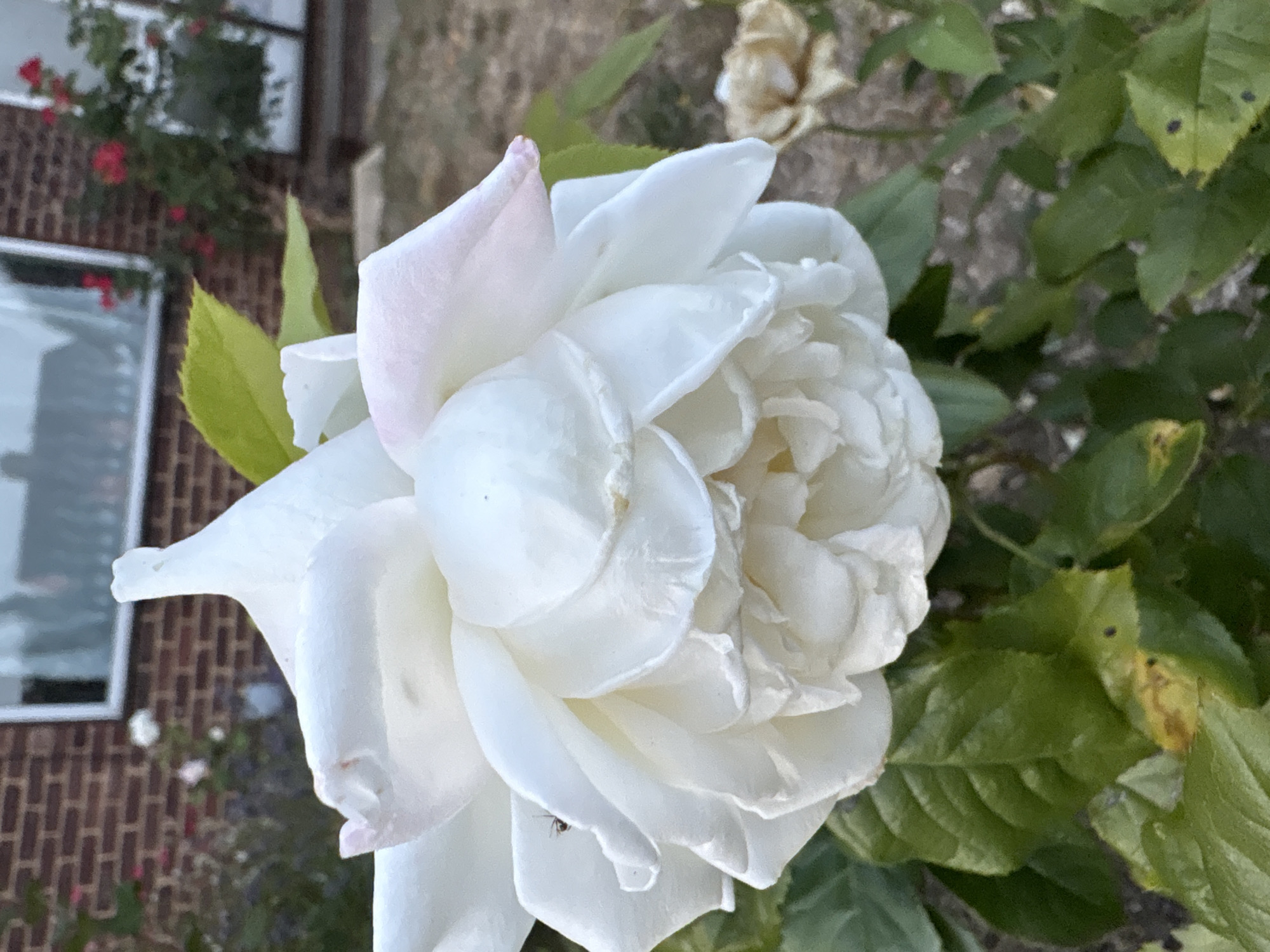 A close-up, eye-level, vertical shot shows a large, fully bloomed white rose in the foreground, its petals layered and slightly tinged with pink at the tips. A small insect is visible on one of the outer petals. The rose is surrounded by green leaves, some of which show yellowing or dark spots. In the background, a red brick building with a white-framed window is visible, and a bush with red roses can be seen to the right of the frame. The ground is covered in dry soil and gravel. The overall scene suggests a garden setting. The image's metadata indicates it was taken in Chelmsford, United Kingdom.