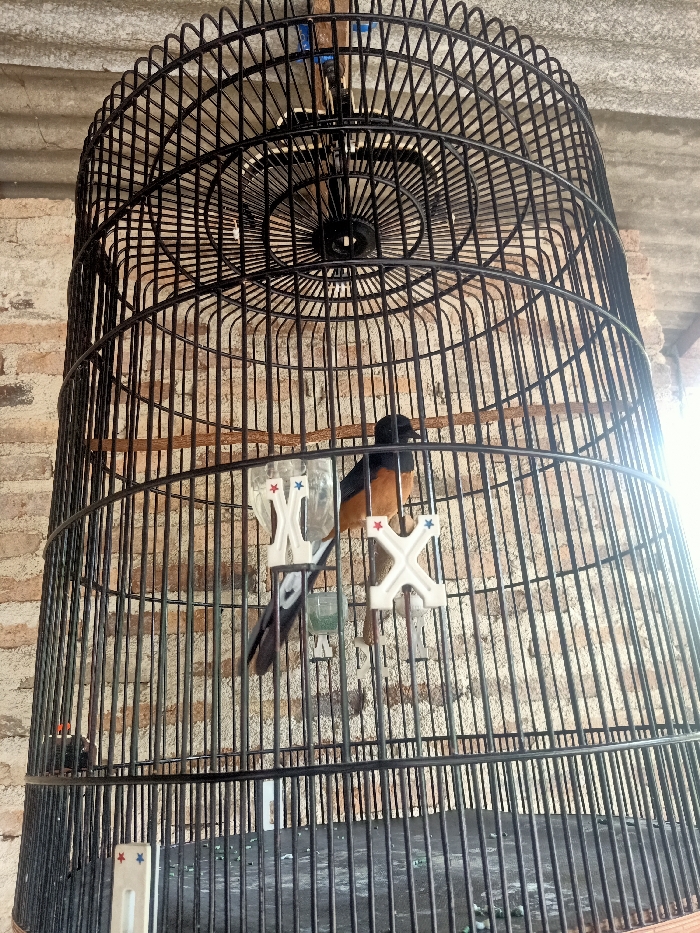 A black, cylindrical bird cage with a decorative, domed top dominates the frame. Inside, a single bird, likely a White-rumped Shama, is perched on a natural wooden branch. The bird has a glossy black head and upper body, a distinct orange-brown breast and belly, and a long, fanned black tail with white undertail coverts.

Two clear plastic feeders or water bottles are attached to the cage bars using white plastic holders. Each holder features an 'X' design with small, colorful star cutouts in red and blue. One holder is visible on the left, and another is partially obscured near the bird on the right. Small, green pellets, presumably bird food, are scattered on the dark, gridded floor of the cage.

The background shows a wall constructed of reddish-brown bricks, suggesting an indoor or semi-enclosed setting. The scene is brightly illuminated by natural light, indicating it is daytime. The image provides a clear view of the bird and its enclosure in Pubian, Indonesia. Aside from the star decals, no other legible text is visible.
