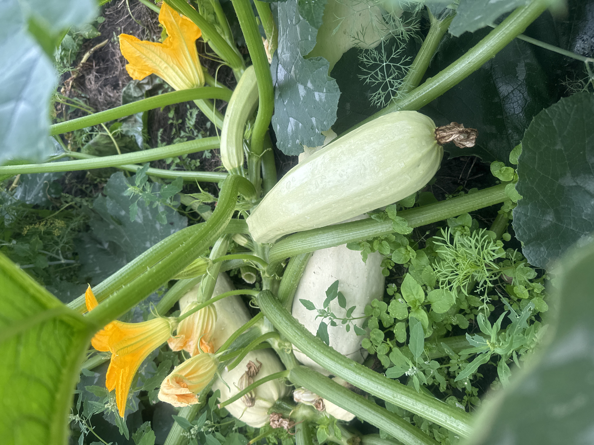 In the city of Maksimovshchina, Russia, a close-up, eye-level shot captures a lush garden setting with a focus on a maturing zucchini plant. The foreground is dominated by the thick, ribbed green stalks and large, vibrant green leaves of the plant, some of which are slightly out of focus, adding depth to the image. Several pale green zucchini fruits are visible, nestled amongst the foliage. One prominent zucchini, elongated and smooth-skinned, rests horizontally across the frame, its stem end showing a dried brown blossom. To its left, other zucchini fruits are partially obscured by leaves and stalks. Bright yellow zucchini flowers, some fully bloomed and others still in bud, add a striking contrast to the predominantly green and pale hues of the plant. The ground beneath the plant is covered with a dense layer of smaller green plants and weeds, with visible dark soil in the background. The overall impression is one of healthy, productive growth in a natural, outdoor environment.