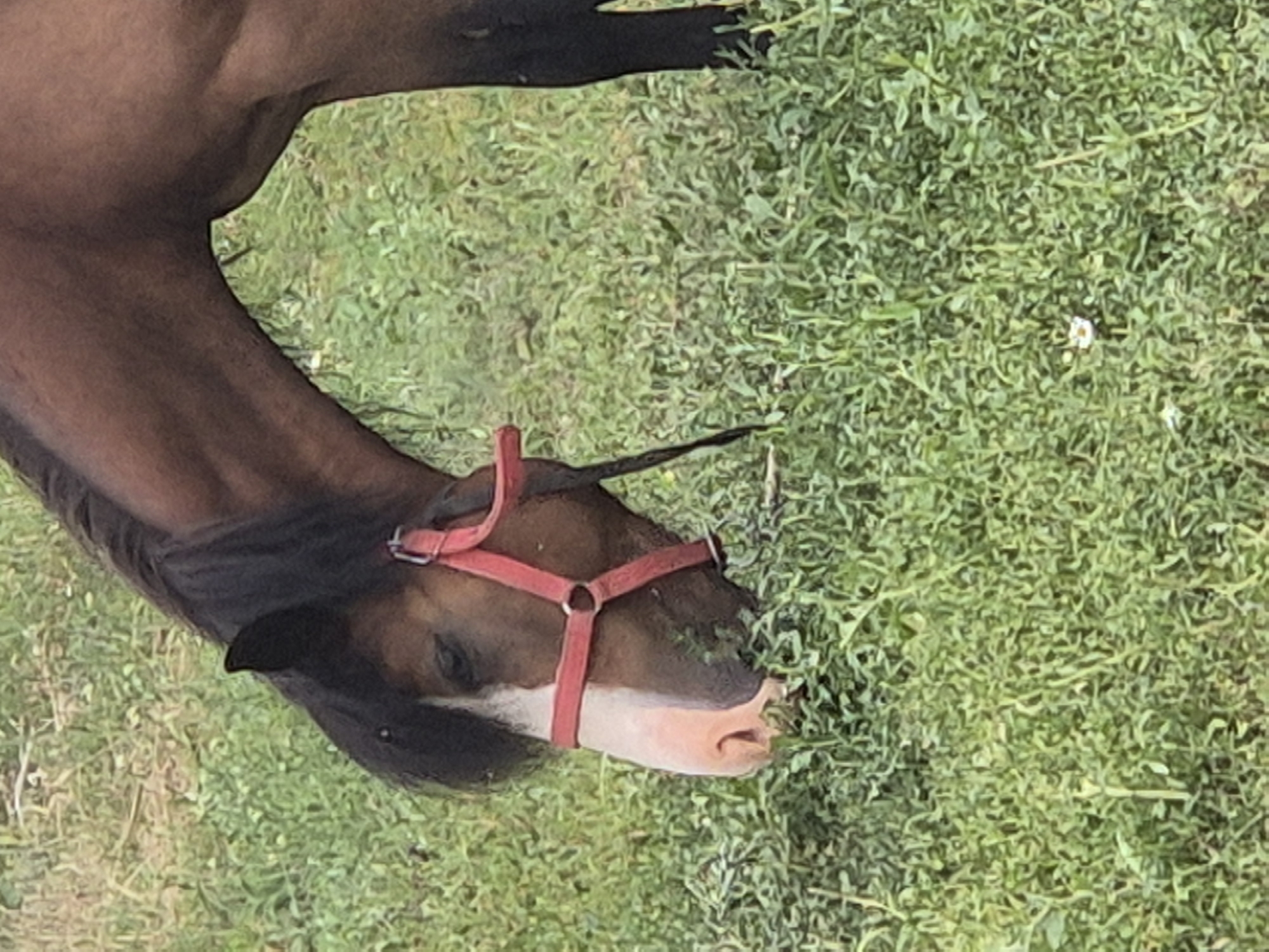 A brown horse with a white blaze on its face is grazing in a grassy field. The horse is wearing a red halter. The field is covered in green grass and some small white wildflowers. The background is blurred and out of focus, but appears to be more grass and possibly trees. The image is taken from a slightly elevated angle, looking down at the horse. This scene is a natural outdoor environment and is not specific to Kokshetau, Kazakhstan.