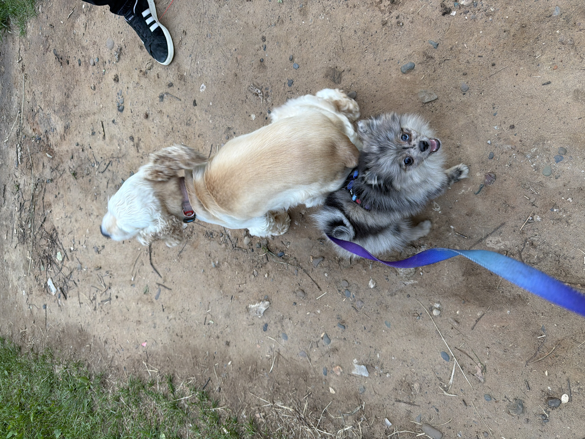The image, captured from an overhead perspective, features two small dogs and a person's foot on a dirt path in Chaikovsky, Russia. In the upper left, a person's foot, clad in a black sneaker with white Adidas stripes and black pants, is visible.
One dog, a cream-colored, fluffy-coated breed, possibly a Cocker Spaniel or similar, is seen with its back towards the viewer, wearing a reddish collar. It appears to be interacting with or sniffing the other dog. Beside it lies a smaller, fluffy grey and white dog, resembling a Pomeranian, with striking blue eyes. This dog is looking directly up at the camera with an open mouth, conveying a sense of excitement or playfulness. It wears a blue and multi-colored harness, from which a blue-to-purple gradient leash extends towards the lower right of the frame.
The setting is an outdoor, natural area, likely a park or walking trail, during daylight hours. The ground consists of light brown dirt and sand, scattered with numerous small grey and brown pebbles and dried twigs. Sparse patches of green grass are visible along the left and bottom edges of the frame. The visible text "Adidas" is present on the person's sneaker.