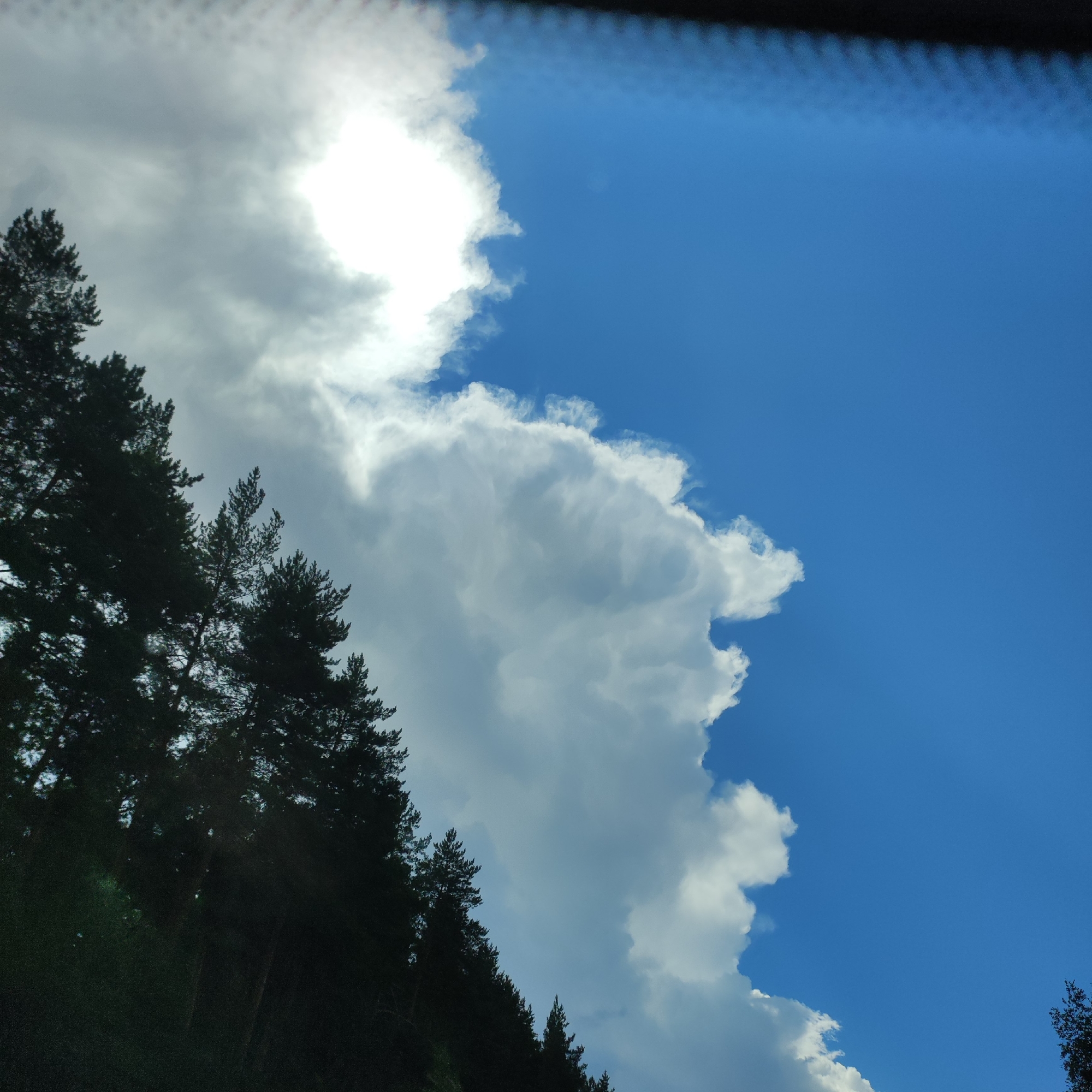 The image captures a view of the sky from a low angle, looking upwards from near ground level. A dense line of dark green pine trees runs diagonally across the lower left portion of the frame, silhouetted against the sky. The sky itself is a vibrant blue, but it is partially obscured by large, dramatic white cumulus clouds. The sun is visible, peeking through a gap in the clouds in the upper left quadrant, casting a bright glow. The scene appears to be an outdoor environment, likely a natural setting given the prominence of the pine trees. There are no people or visible structures in the image. The overall impression is one of a bright, partly cloudy day. This scene is consistent with the natural landscapes found in and around Kineshma, Russia, where such coniferous forests and open skies are common.