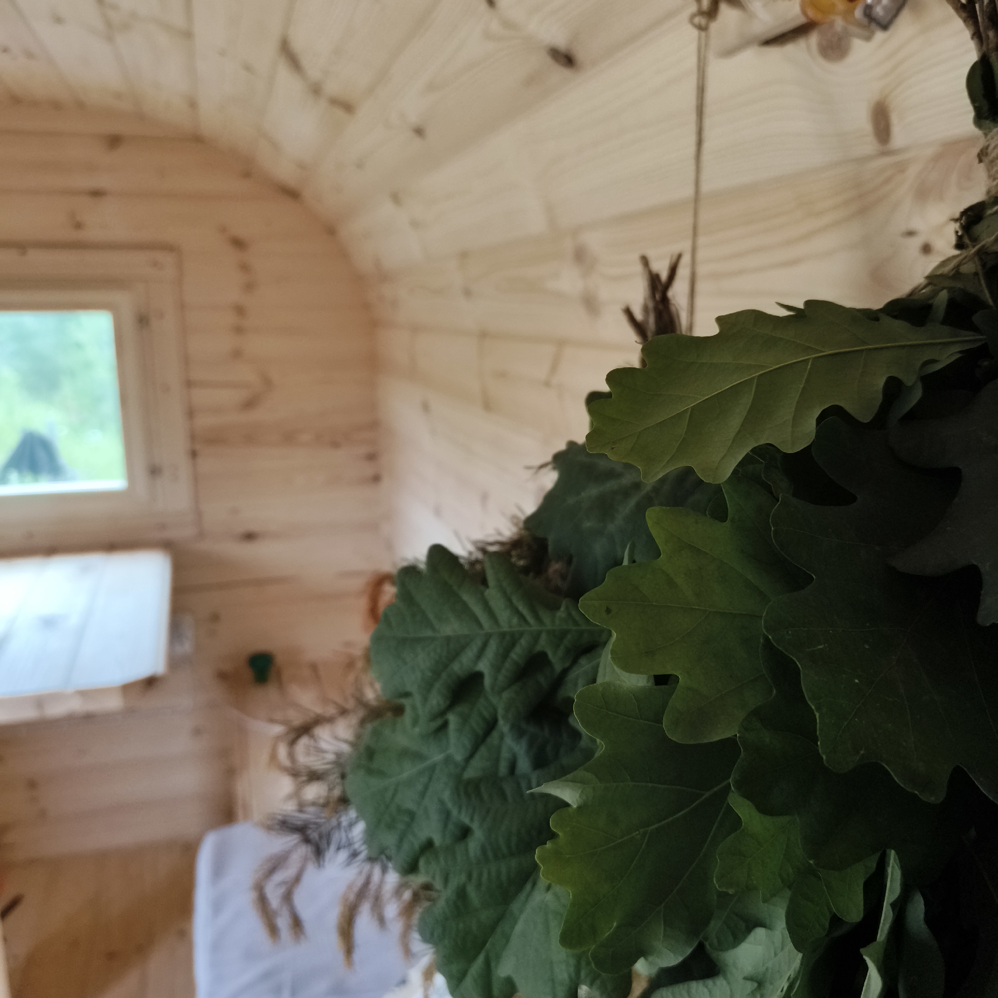 Inside a wooden structure with a curved ceiling and paneled walls, a bundle of green oak leaves is prominently displayed in the foreground, tied with twine. The leaves are large and textured, with visible veins. To the left, a small rectangular window overlooks a blurred outdoor scene with greenery. Below the window is a white surface, possibly a shelf or bench. In the background, a white object, possibly a bed or couch, is partially visible. The overall impression is one of a rustic interior, possibly a sauna or bathhouse, with a decorative element of dried leaves. The location is within the city of Chaikovsky, Russia.