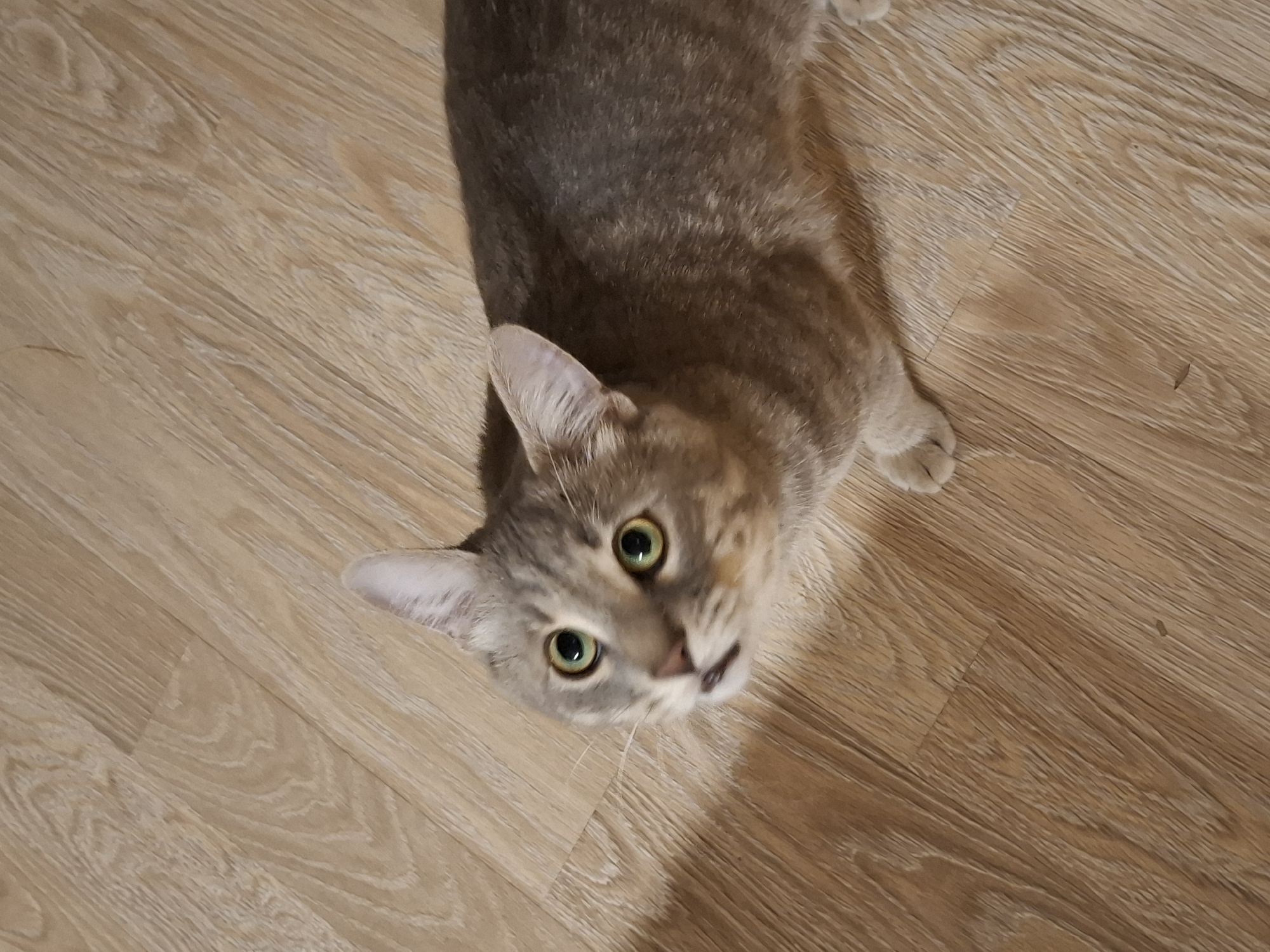A grey tabby cat with green eyes looks up towards the camera from a wooden floor. The cat is positioned in the upper left quadrant of the image, with its body extending towards the right. The floor appears to be laminate flooring with a light wood grain pattern. There are no other visible subjects or objects in the image. The setting is indoors. The location in Zemun Urban Municipality, Serbia is not determinable from the image.