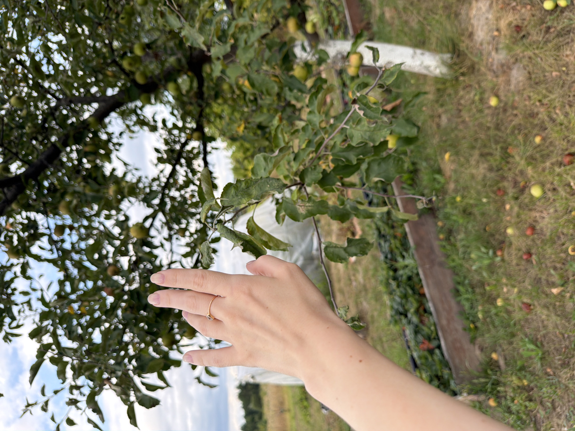In Mali Kosharyshcha, Ukraine, a close-up shot captures a person's left hand with a ring reaching towards an apple tree. The hand, with painted nails, is positioned with fingers extended upwards, adorned with a simple gold ring on the ring finger. The apple tree, laden with green and yellow apples, dominates the background, its branches filled with leaves. Fallen apples are scattered on the grassy ground beneath the tree. A wooden planter box with green plants is visible in the mid-ground, and further back, a white plastic sheeting tent structure is present, suggesting agricultural activity. The sky above is partly cloudy.