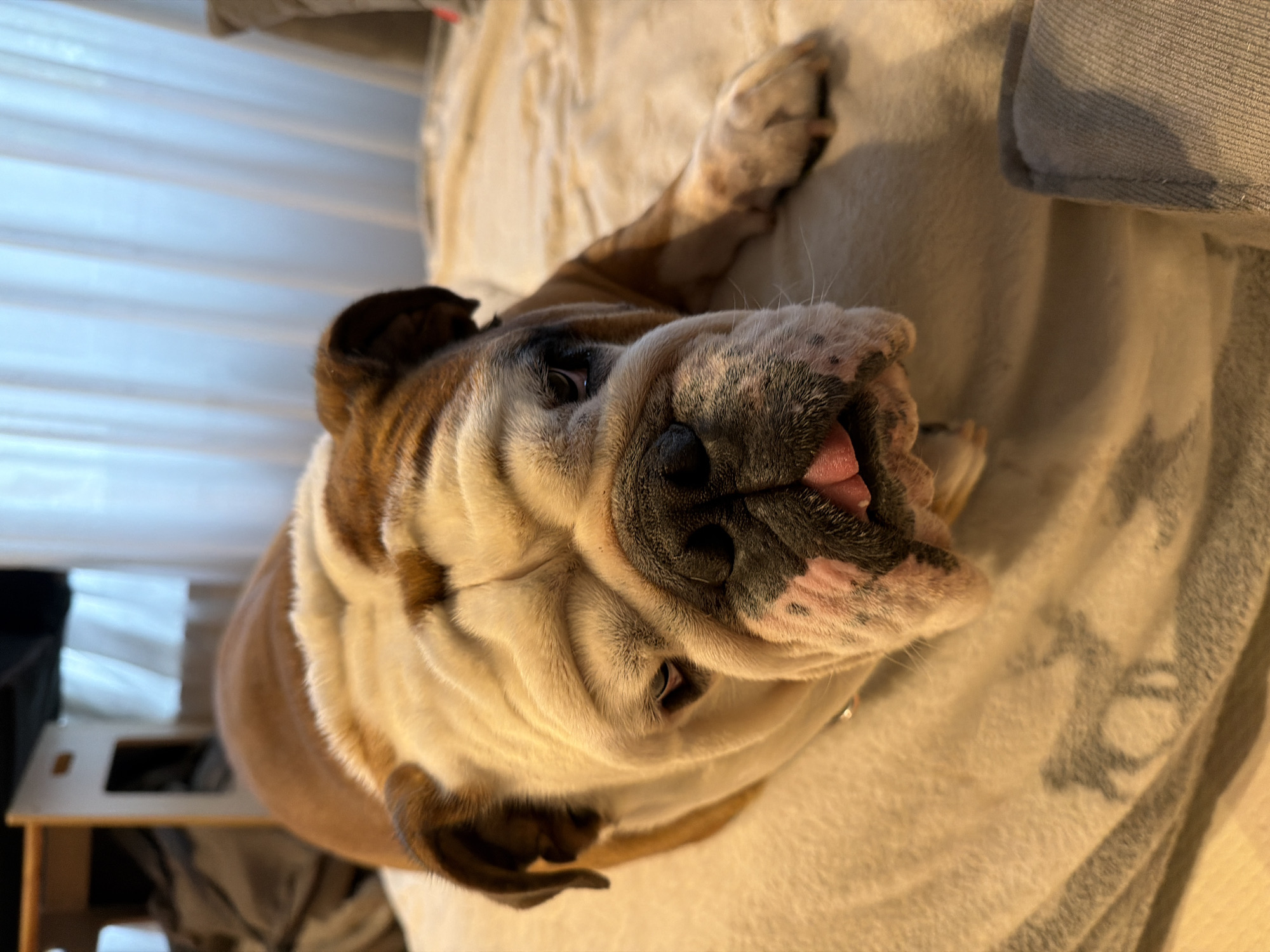 A close-up, slightly tilted, high-angle shot features an English Bulldog lying on a textured beige surface, likely a blanket or bedspread. The bulldog, primarily white with brown patches on its head and ears, is oriented towards the camera with its tongue slightly protruding. The dog's paws are visible, one near the top of the frame and another to the left. To the left, a small wooden table or shelf is partially visible. In the background, a white curtain or blind is present. The scene is indoors, likely a domestic setting. There is no definitive evidence to pinpoint the location as Sofia, Bulgaria.