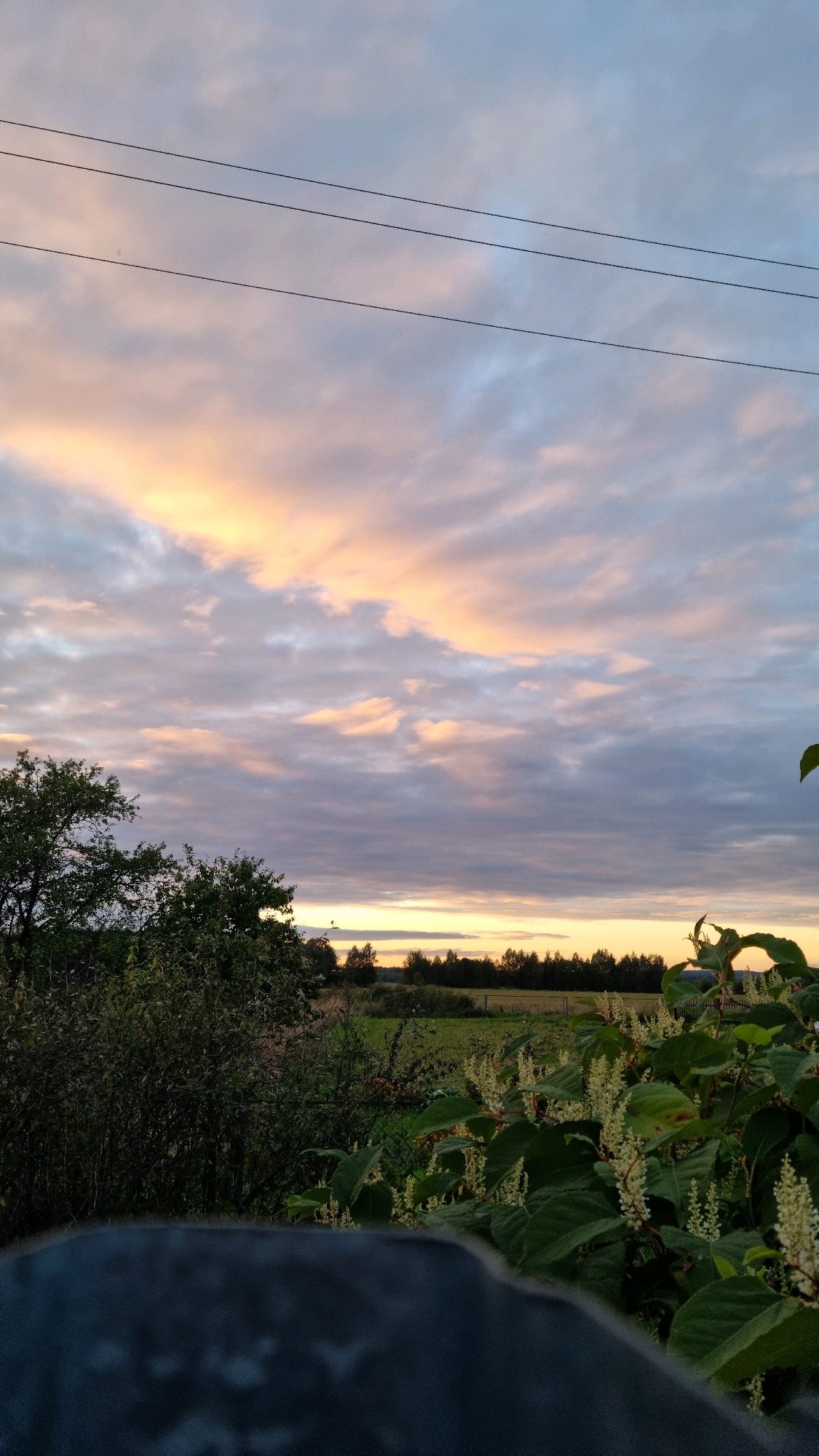 This is an outdoor vertical, low-angle shot of a rural landscape at dusk in Vysokoe, Russia. In the foreground, a dark, blurred object occupies the bottom of the frame, appearing to be a rock or a piece of furniture. Immediately behind it, a lush green plant with numerous small, white flower clusters grows, extending into the middle ground.
To the left, a dense cluster of trees with dark green foliage forms a wall of vegetation. Beyond this, a field with patches of green and brown stretches towards a distant line of trees that marks the horizon. The sky above is filled with a dramatic sunset, with clouds painted in hues of pale orange, pink, and gray against a backdrop of soft blue. Three thin, dark power lines run horizontally across the upper portion of the sky. The overall impression is one of natural beauty and tranquility in a rural setting. There are no people or animals visible in the image.