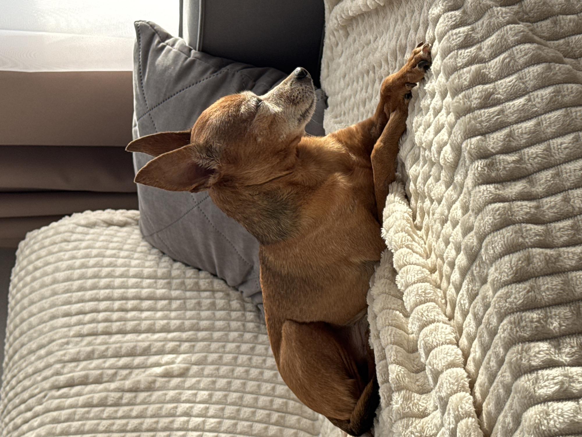 A small, brown dog with large ears lies on a textured, cream-colored blanket on a couch. The dog is resting on its side, facing to the right, with its head slightly lowered and its eyes closed. Sunlight streams in from the right, illuminating the dog's fur and casting shadows. Behind the dog, a grey quilted pillow is visible on the couch. The background includes a brown curtain and a window, suggesting an indoor setting. The overall scene is peaceful and relaxed.