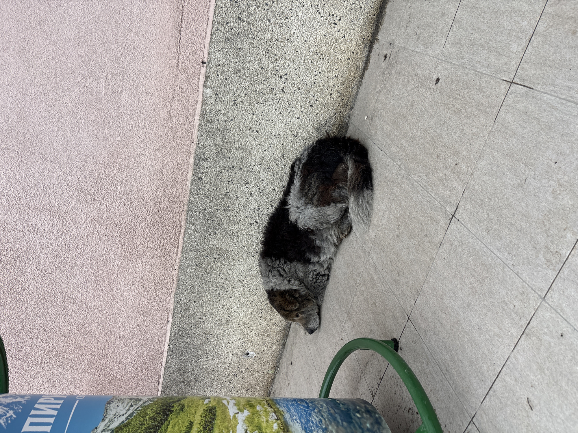 An outdoor scene depicts a medium-sized, mixed-breed dog lying on the ground. The dog has a mottled gray and black coat and is curled up. The dog is located on light-colored tiled pavement, next to a pale pink wall and a section of textured concrete. A green metal frame of a chair is partially visible in the lower right corner, and a blue and green patterned object with writing on it is also in the lower left. The scene is in Gorna Oryahovitsa, Bulgaria.