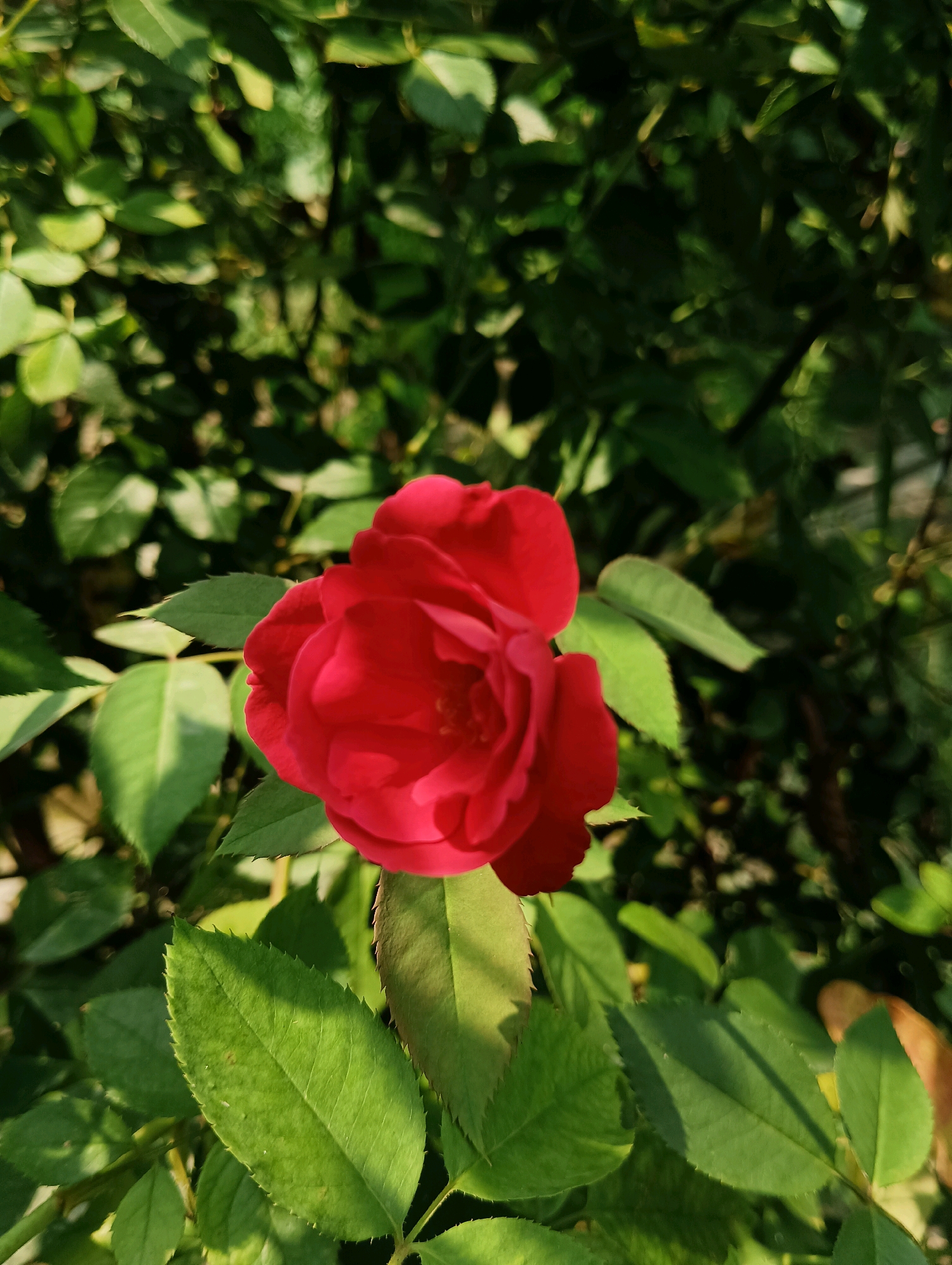 A vibrant red rose is in full bloom, its petals unfurling to reveal a delicate center. The rose is surrounded by lush, green leaves, some of which are catching the sunlight, creating a dappled effect. The background is a blur of more greenery, suggesting a garden setting. The image captures the natural beauty of the rose and its environment. This scene is located in Dakhin Parsa, India.