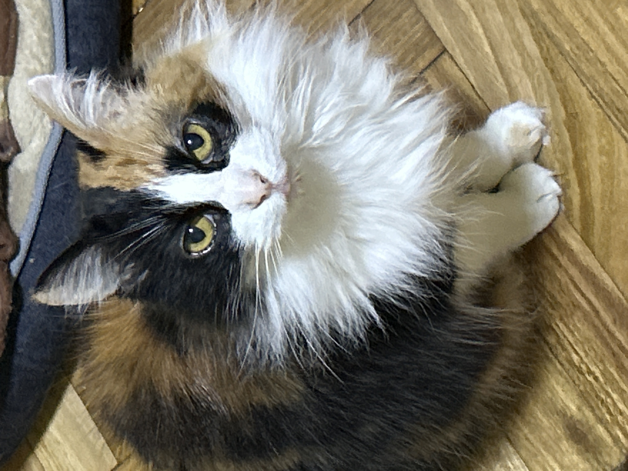 A calico cat with long, fluffy fur is lying down on a wooden floor. The cat has patches of black, white, and orange fur on its body and face. Its eyes are a striking yellow, and its chest is adorned with a voluminous white ruff. The cat is positioned in the foreground of the image, looking directly at the camera. In the background, a dark-colored pet bed is partially visible. The lighting suggests an indoor setting, likely in a residential area of Buenos Aires, Argentina.
