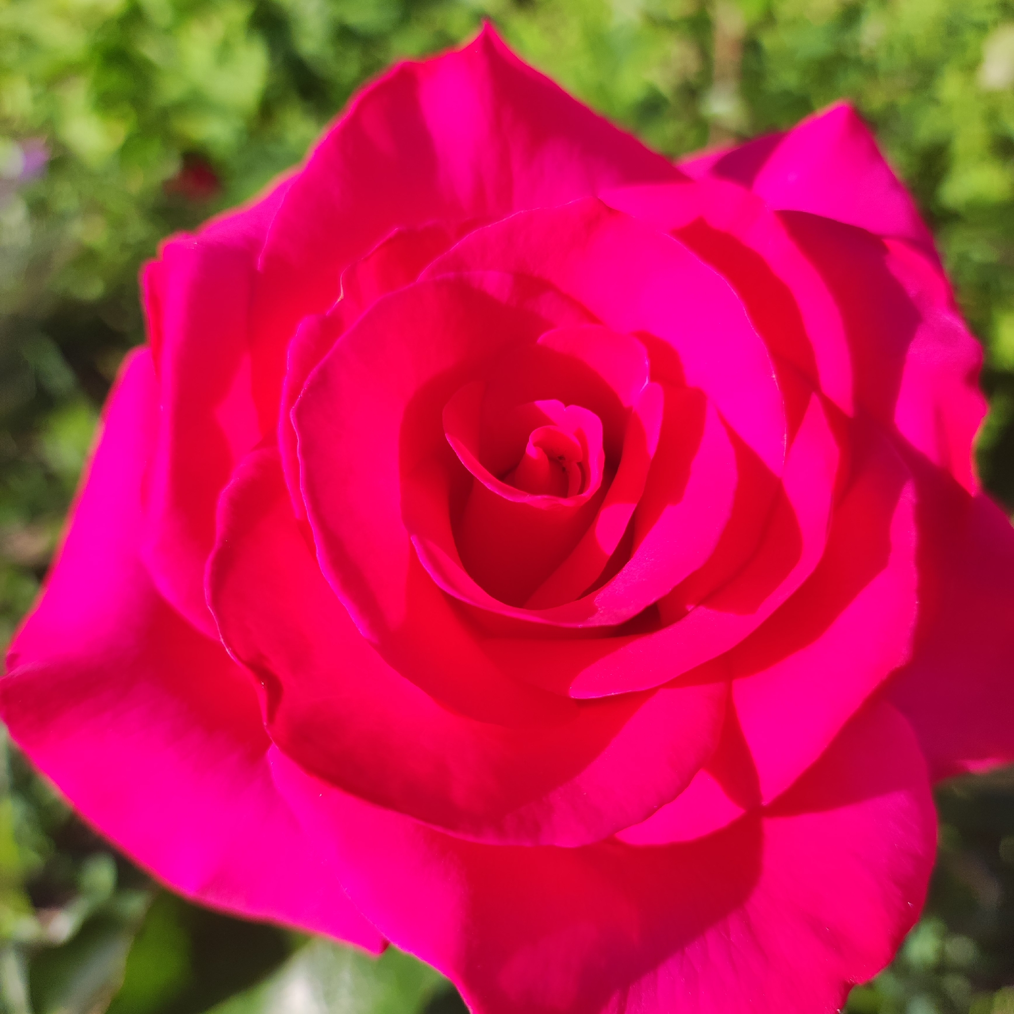 This media file is a close-up, high-angle shot of a vibrant fuchsia rose in full bloom. The rose is the central and dominant subject, filling most of the frame. Its petals are tightly coiled in the center, unfurling outwards in a spiral pattern. The lighting suggests it is daytime, with strong sunlight casting distinct shadows on the petals, highlighting their velvety texture and delicate curves. The background is softly blurred, showing green foliage, likely from a garden or natural setting. Subtle hints of other colors, possibly from other flowers or leaves, are visible in the bokeh. There are no people, text, or specific landmarks visible that would indicate a particular event or precise location, other than the general context of a garden in Navoloki, Russia. The overall impression is one of natural beauty and tranquility.