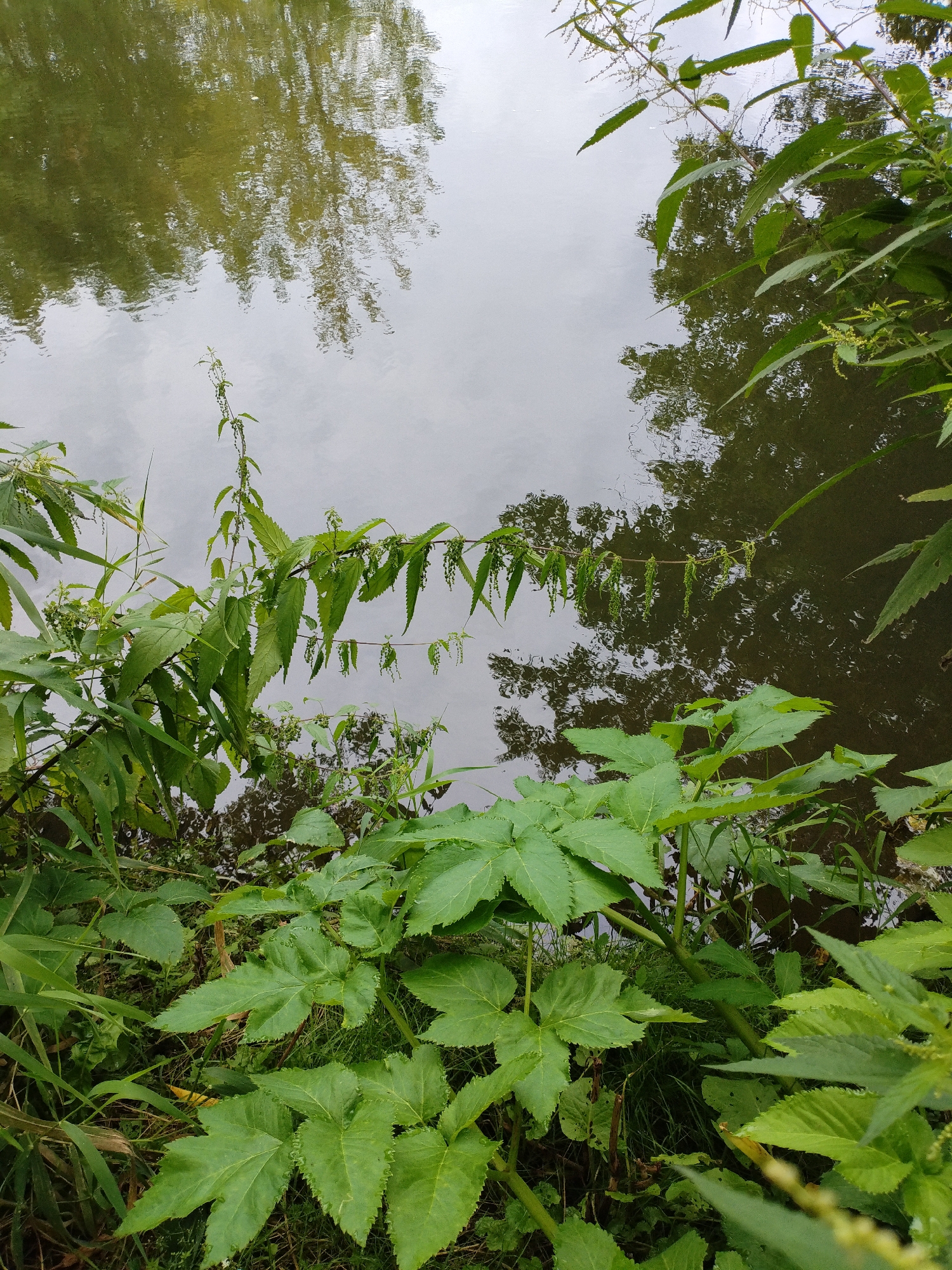 The image shows a body of water, likely a river or pond, with reflections of trees on its surface. The water is dark and murky. The foreground is dominated by lush green vegetation, including large-leafed plants and tall, leafy stems. Some of the plants appear to be nettles, with their characteristic serrated leaves and hanging seed clusters. The vegetation is dense and overhanging the water's edge, creating a wild, natural setting. There are no people visible in the image. The overall impression is one of a natural, overgrown area by the water. The image was taken in Bialynichy, Belarus.