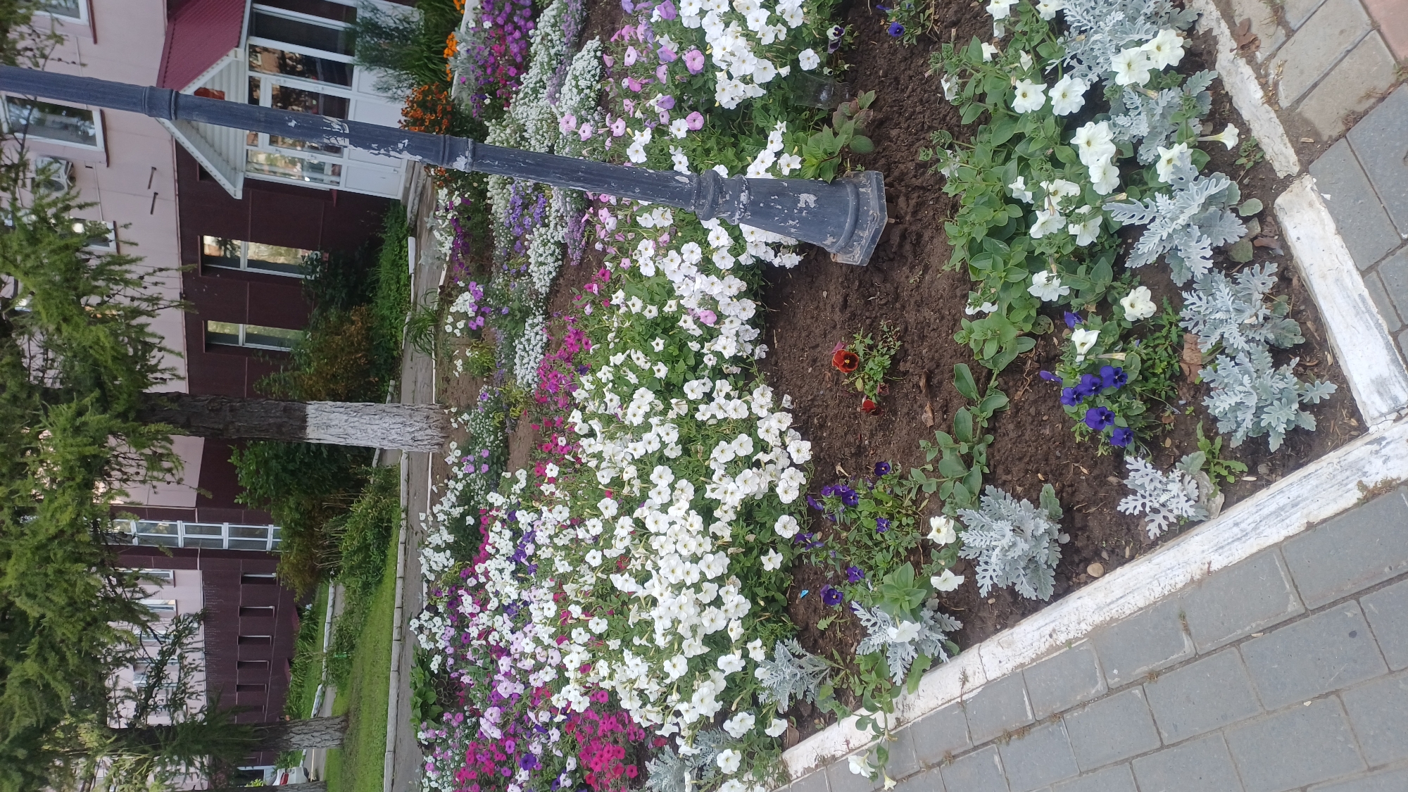 A flowerbed with a variety of blooming petunias, violets, and other plants is situated on a sidewalk. A dark lamppost stands prominently in the foreground, slightly off-center. In the background, a building with a light brown facade and a red-tiled roof is visible, flanked by trees. The image captures a section of a city street in Izhevsk, Russia, likely during daylight hours.