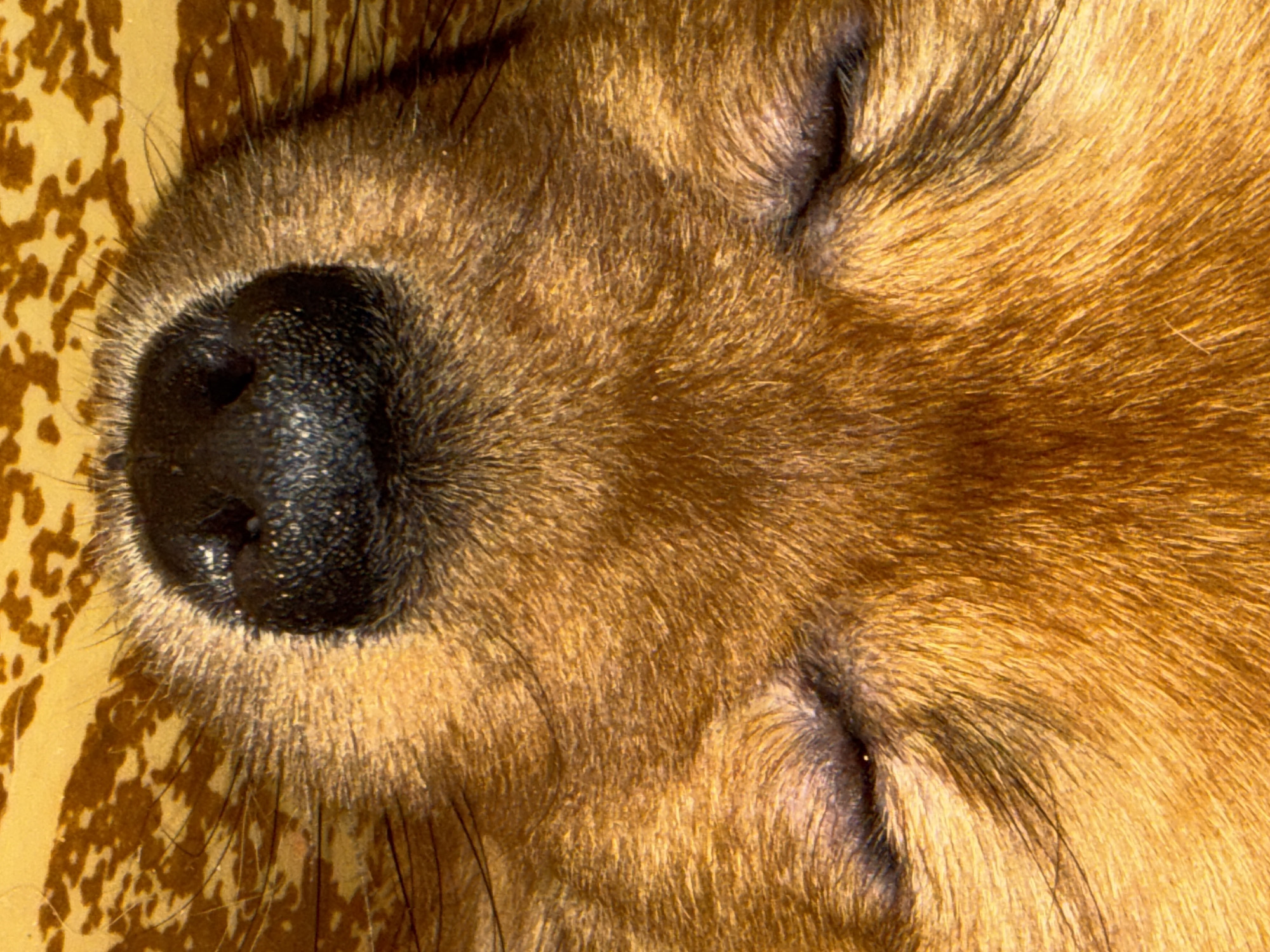 A close-up shows the muzzle of a dog. The dog's nose is black and textured. The fur around the nose and eyes is primarily brown and golden. The dog's eyes are closed. A patterned surface, possibly fabric or flooring, is partially visible in the background. There is no evidence to associate the image with Khimki, Russia. The image focuses solely on the dog's facial features.