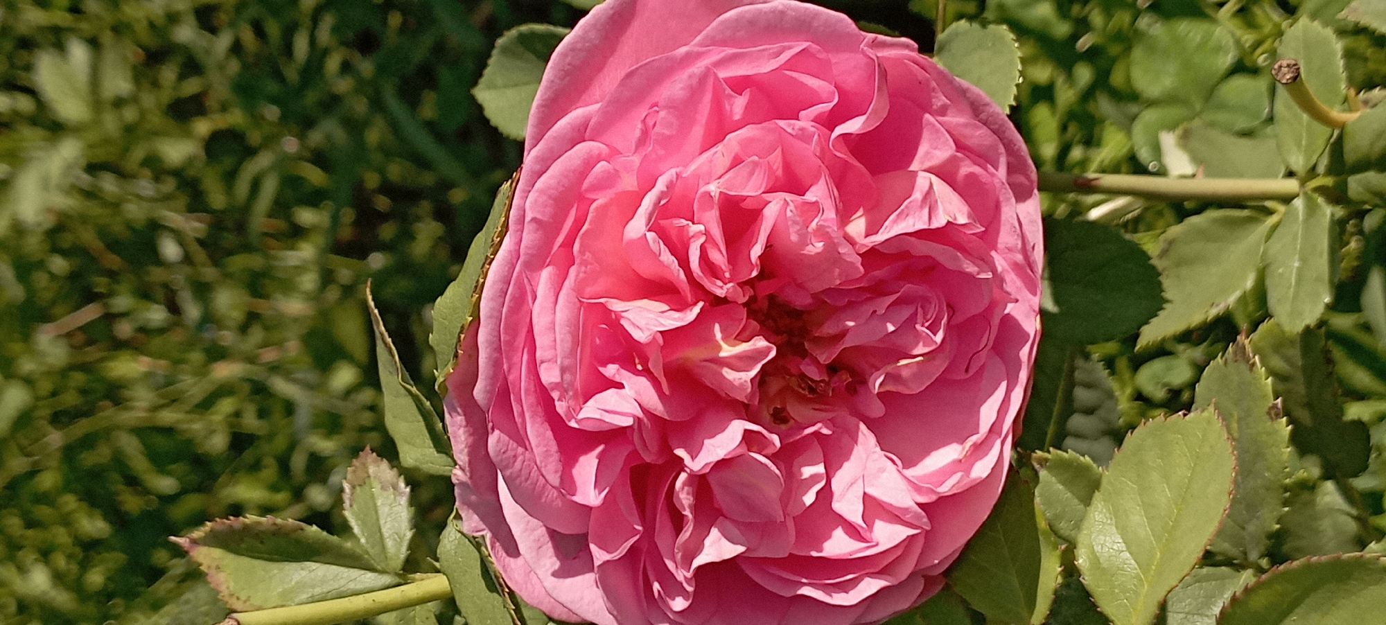 A close-up, vertical shot shows a fully bloomed pink rose against a blurred green background of foliage. The rose is positioned in the lower half of the frame, filling most of the width. Its petals are tightly packed, creating a layered, ruffled effect. Sunlight illuminates the petals, casting soft shadows and highlighting their texture. The edges of some petals curl slightly, and the center of the rose reveals a darker, deeper hue. Green rose leaves are visible around the base of the bloom, some with serrated edges. The background is out of focus, suggesting a garden setting. The image does not depict any people or specific structures, and therefore its location within Radisne, Ukraine cannot be determined.