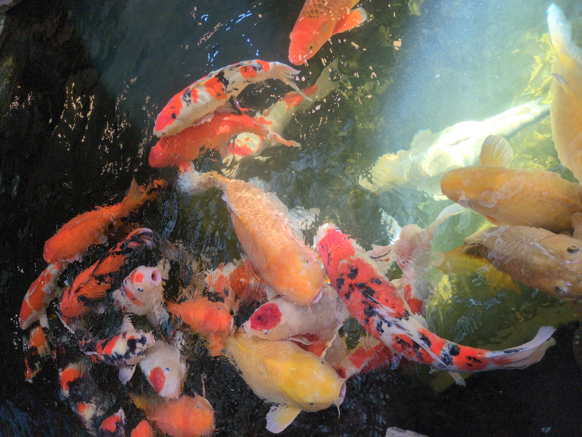 An overhead photograph captures a densely populated koi pond in Quy Nhon Ward, Vietnam. Numerous ornamental koi fish, varying in size and exhibiting vibrant patterns of orange, red, white, black, and yellow/gold, are visible near the water's surface. Several fish are positioned with their mouths open, indicative of feeding or surface breathing. The water displays ripples and reflections, with darker, less illuminated areas in the upper and left portions of the frame. A distinct light source from the lower right illuminates a section of the water, creating a bright, hazy column and highlighting submerged fish in that quadrant. No human subjects are present in the frame.
