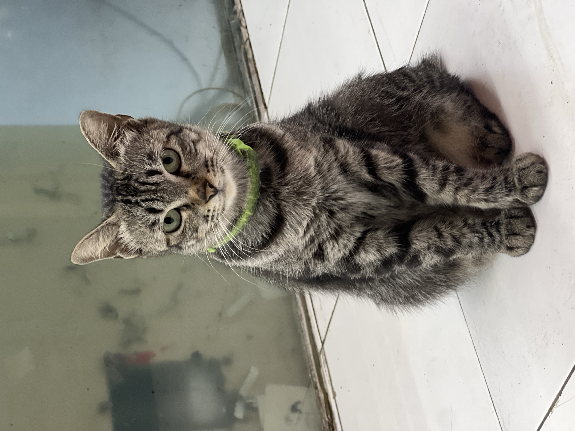 A tabby cat with a green collar sits on a white tiled floor, facing forward. The cat has gray and black stripes and green eyes. Behind the cat is a blurry background with a window or glass partition. The scene appears to be indoors. The provided crops do not offer any information about the city of Kuta Selatan, Indonesia.