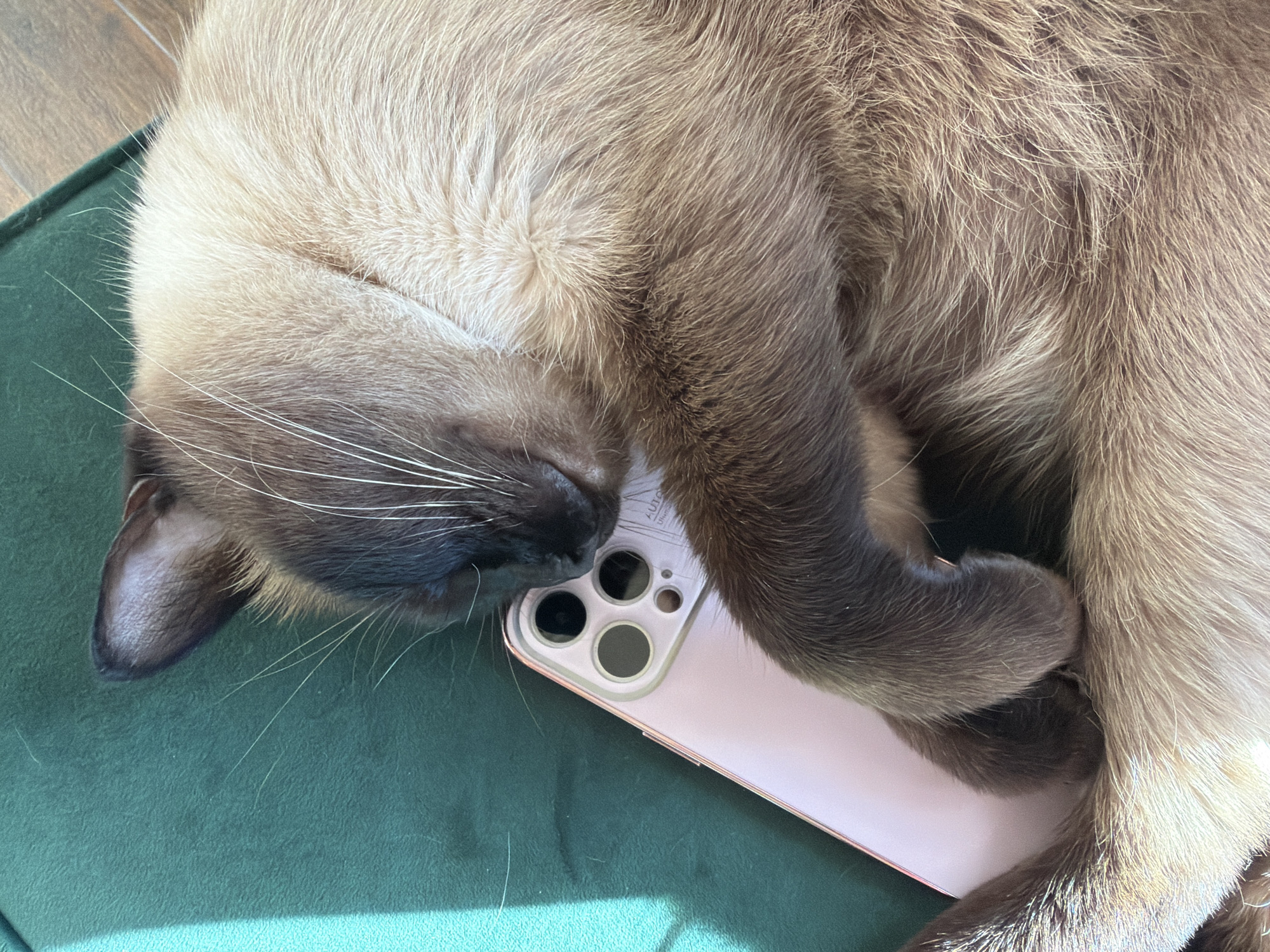 A close-up, overhead shot shows a fluffy, light brown Siamese cat sleeping on a green surface, possibly a cushion or chair. The cat is curled up, with its head resting on a light pink smartphone, which is positioned horizontally on the green surface. The phone's camera array, featuring multiple lenses, is visible beneath the cat's chin. The cat's fur has darker points on its ears and face. White whiskers fan out from its muzzle. The lighting suggests it is daytime, with a distinct shadow cast on the lower left of the green surface, indicating sunlight. The background shows a glimpse of a wooden floor. No text is clearly discernible on the cat or the green surface, but some faint lettering might be present on the phone's casing. The overall mood is peaceful and relaxed, depicting a cat in a deep sleep. The location is identified as Steklyannyi, Russia.