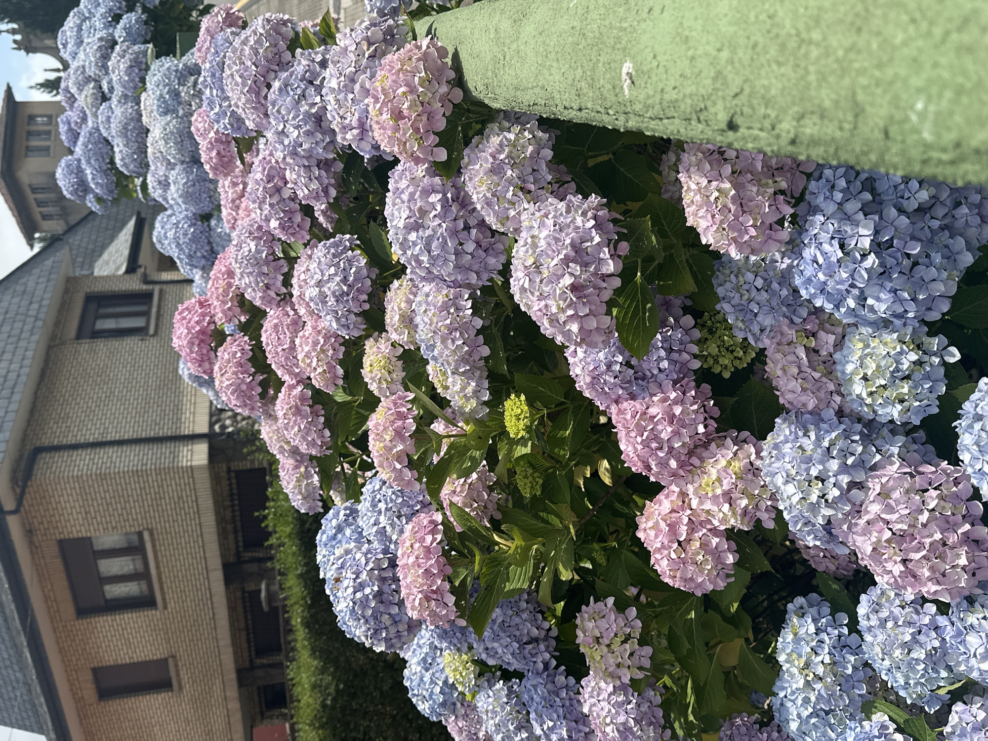 A close-up, low-angle shot captures a dense cluster of blooming hydrangeas in various shades of pink, purple, and blue. The flowers are lush and full, with many individual florets visible. In the background, a light-colored brick house with dark-framed windows is partially visible. Behind the house, a portion of a light-colored building with a tiled roof can be seen, suggesting an urban or suburban setting, likely in Oviedo, Spain, given the characteristic architecture. A vibrant green railing runs along the right side of the frame, partially obscuring the flowers. The scene is illuminated by natural sunlight, casting soft shadows.