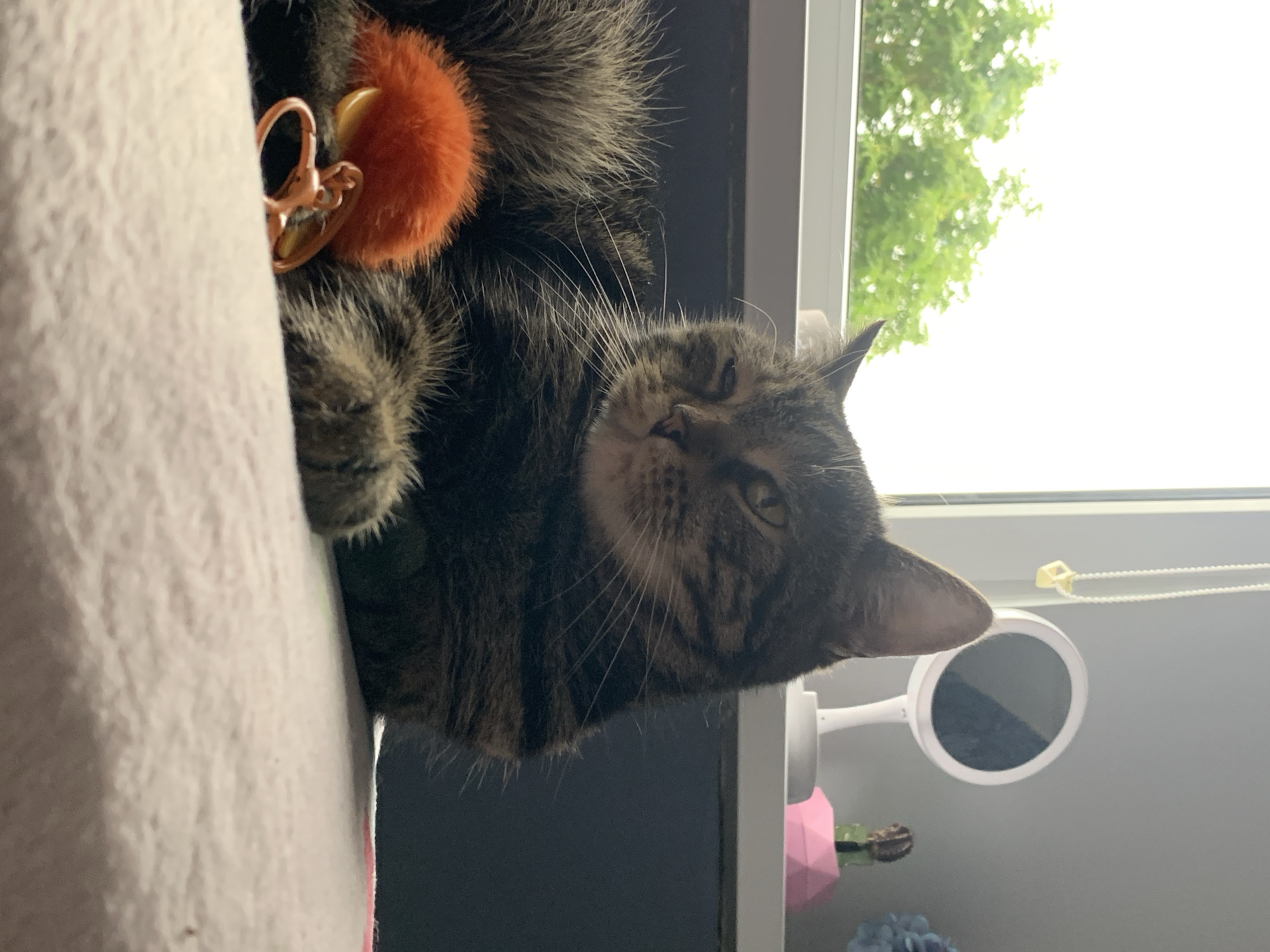 A tabby cat is resting on a pink blanket in front of a window. The cat is facing left, with its head turned towards the viewer. Its left eye is partially closed, giving it a sleepy appearance. In front of the cat is an orange fluffy toy with a gold clasp. Through the window, green trees are visible against a bright sky. In the background, on a shelf, are a round mirror, a small figurine, and a blue flower. The cat appears to be indoors, possibly in a bedroom or living area.