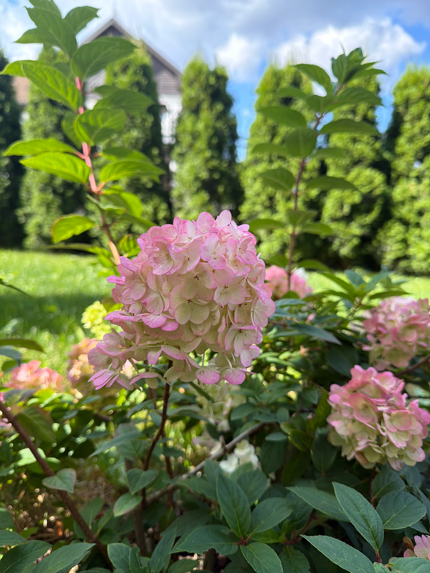 A cluster of pink and white hydrangeas blooms in the foreground of a garden. The flowers are tightly packed and appear to be in full bloom. In the background, a house with a gabled roof is visible, surrounded by tall, dark green evergreen trees. A clear blue sky with scattered white clouds is visible above the trees. The scene appears to be a residential garden on a sunny day. The location is in the city of Курово, Russia.
