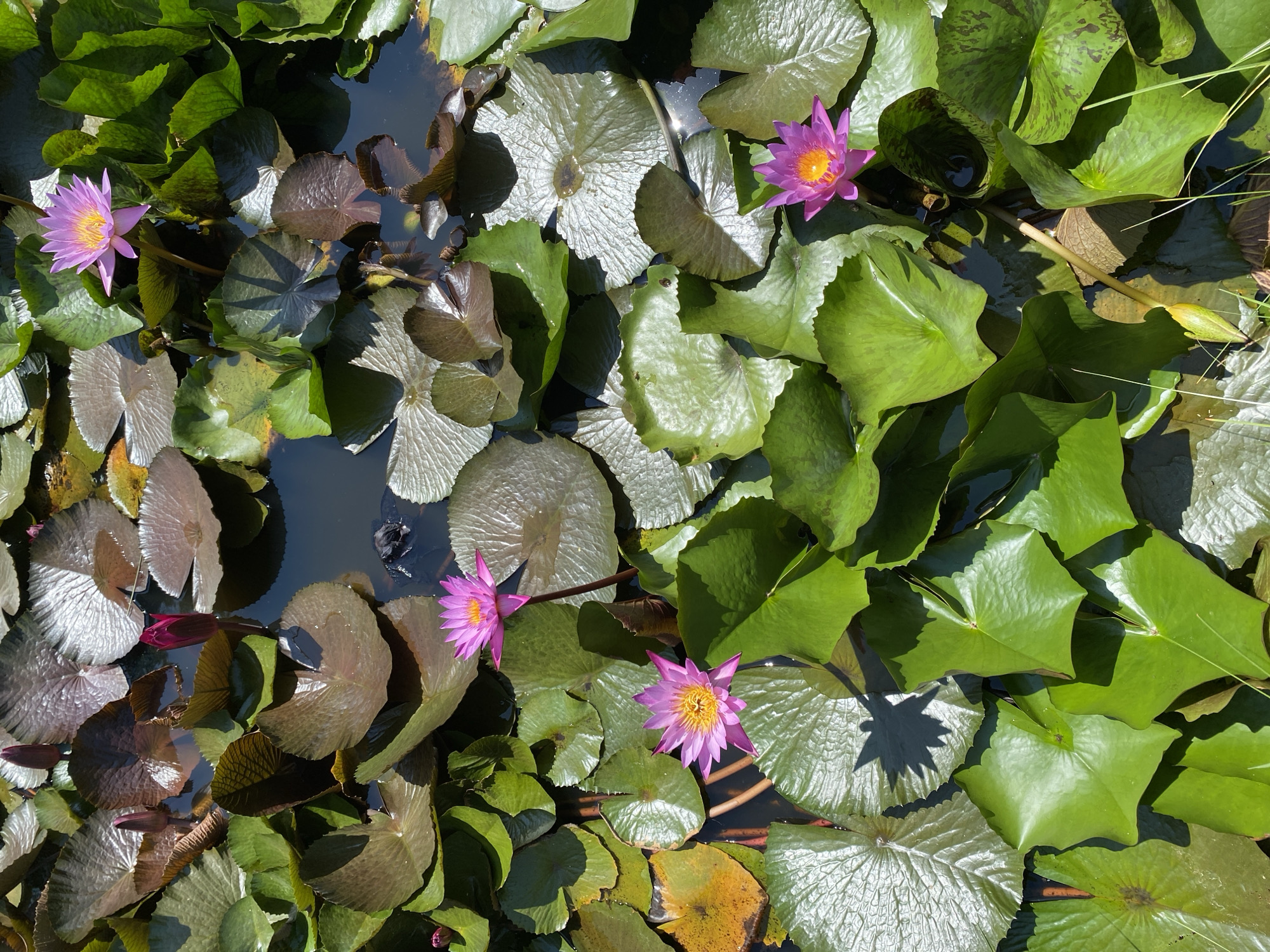The image shows a close-up, overhead view of a pond filled with water lilies in various stages of bloom. Several pink water lilies with yellow centers are open and floating on the surface. There are also several unopened buds, appearing as dark pink spikes. The pond is covered with a dense layer of lily pads, some of which are large and round, while others are smaller and more textured. The lily pads display a range of colors, from vibrant green to darker, reddish-brown hues, and some have distinct vein patterns. The water is dark and reflective, with sunlight glinting off the surface in some areas. The scene is set in a natural outdoor environment, possibly a garden or park. The specific location within Tay Nha Trang Ward, Vietnam, is not identifiable from the image itself. There are no people or animals clearly visible.
