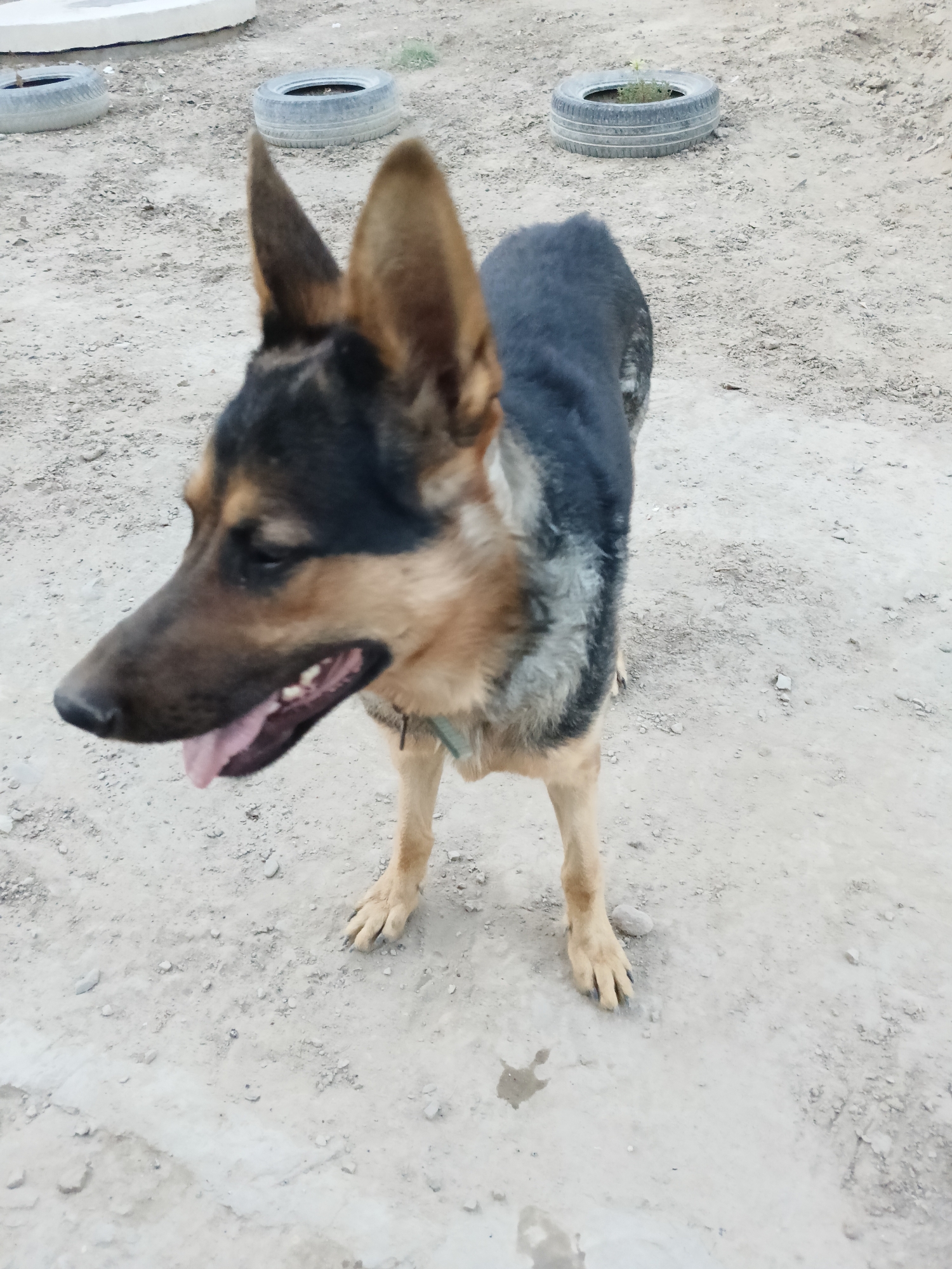 A German Shepherd stands on a dirt ground in what appears to be an outdoor dog enclosure or yard. The dog is facing left with its mouth slightly open, tongue visible, and ears perked. The ground is a mixture of light-colored dirt, small stones, and some patchy vegetation. In the background, several discarded tires are visible, some upright and some lying flat, with one tire containing a small plant. The overall environment suggests a somewhat utilitarian or rustic setting, possibly a rural area or the outskirts of a town, such as Тасбөгет, Kazakhstan, given the context. The lighting indicates it is daytime.