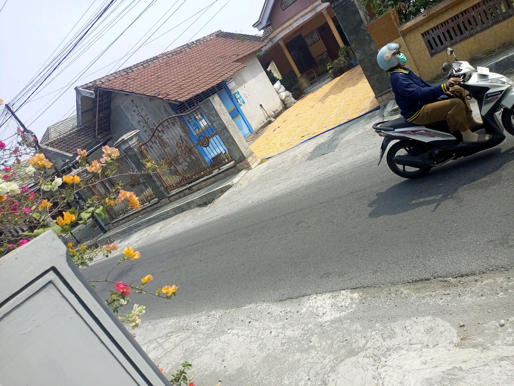 The image depicts a street scene in Ngasem, Indonesia, with a focus on a residential area. In the foreground, a grey concrete structure, possibly a wall or fence, is visible on the left, adorned with flowering bougainvillea in shades of pink, yellow, and white. The street itself, paved with asphalt, occupies a significant portion of the frame, with a concrete sidewalk to the right.
To the left, a traditional Indonesian house with a red tile roof and weathered grey walls is partially visible, featuring a rusted metal gate and a blue door. In front of another house to the right, a large patch of dried yellow corn kernels is spread out, suggesting agricultural activity or processing. This house has a beige facade with yellow columns and a darker tiled roof.
A person wearing a blue jacket, brown pants, white socks, and a light blue helmet with a green face mask is riding a white Honda scooter along the street. The scooter is moving from left to right in the frame. The environment appears to be outdoors during the daytime, with visible overhead power lines contributing to the urban or semi-urban setting.