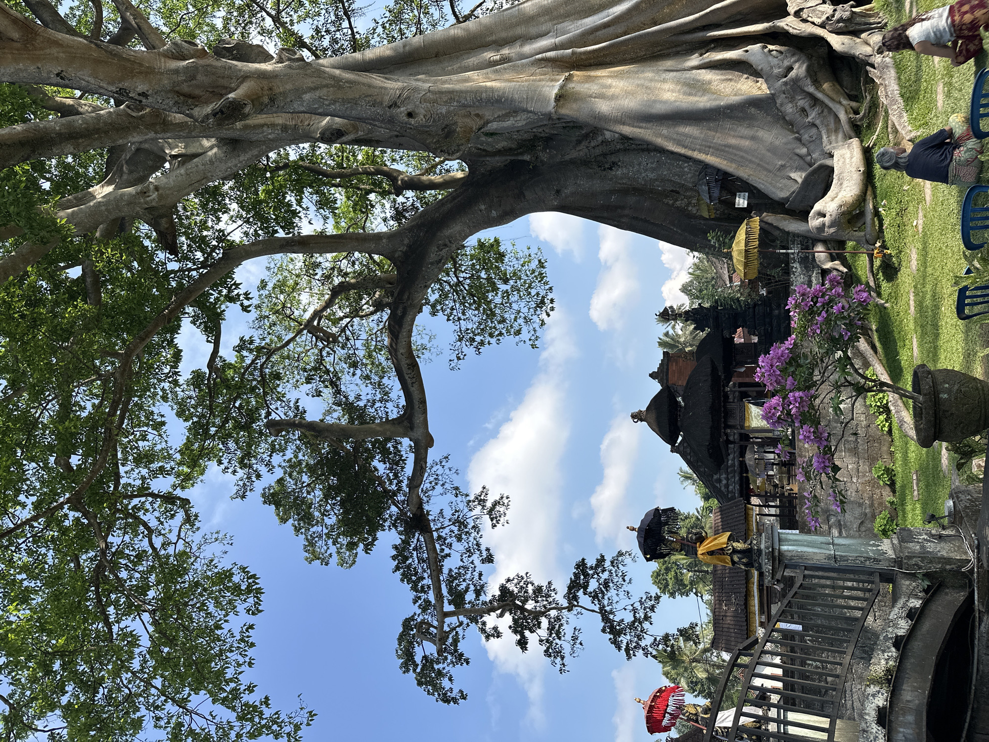 In Marga, Indonesia, a colossal banyan tree dominates the scene, its massive trunk and sprawling roots anchoring the foreground. The tree's branches extend outwards, partially obscuring the bright blue sky dotted with white clouds. In the mid-ground, traditional Balinese architecture is visible, featuring thatched roofs and ornate carvings. Red and black umbrellas, common in Balinese ceremonies, are placed near statues. A stone bridge leads to the structures, and a small tree with purple flowers adds a touch of color to the lush green grass. Two individuals are seated on the grass in the lower right corner, facing away from the camera, engaged in conversation or simply enjoying the serene surroundings. The overall atmosphere is one of tranquility and cultural richness.