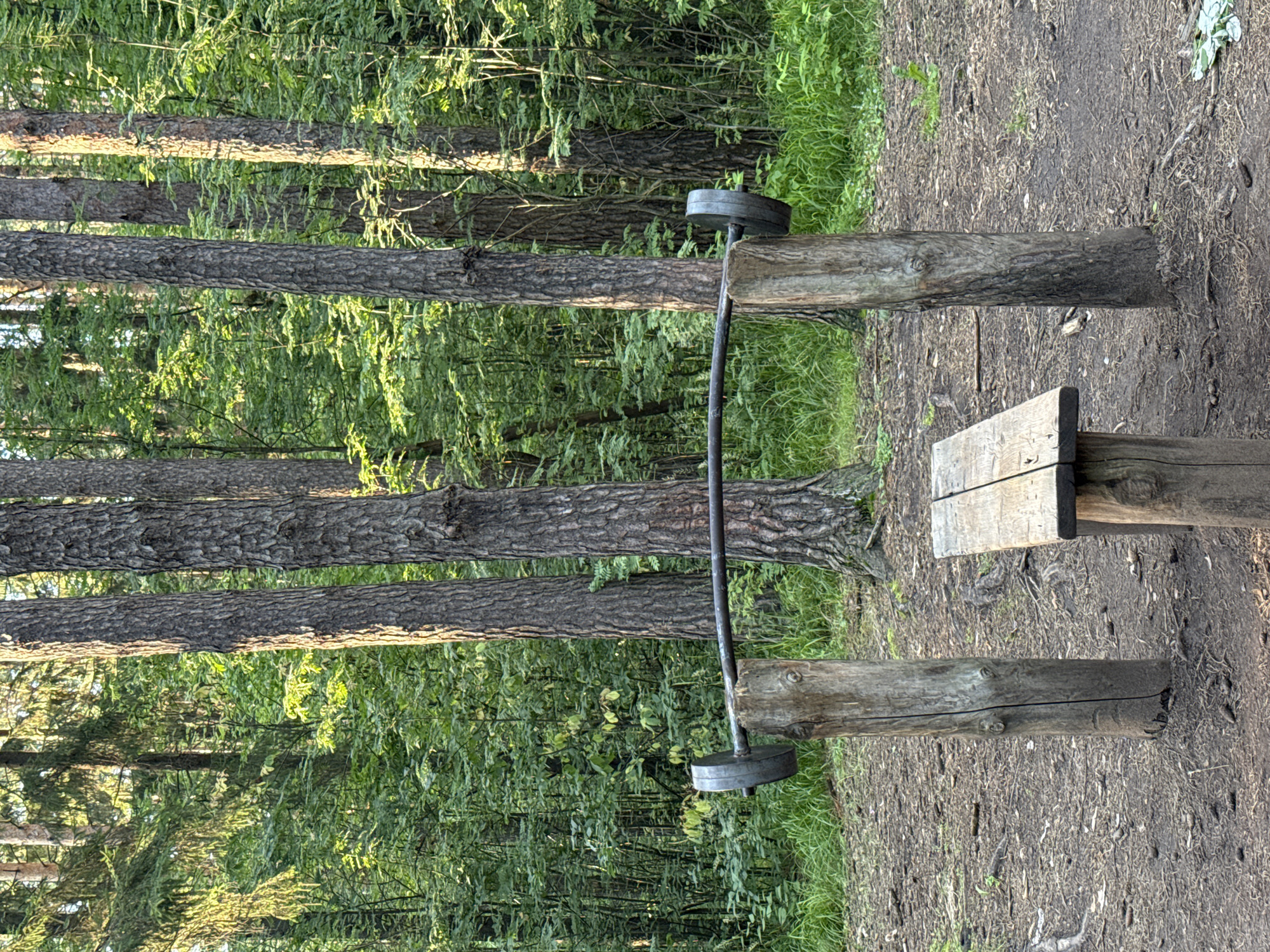 This image depicts an outdoor gym setup in a forest setting, likely in Votkinsk, Russia. The primary subjects are several large tree trunks, acting as natural support structures for a barbell. A metal barbell, fitted with two weight plates on each side, is resting horizontally between two of these tree trunks. To the right of the barbell, a rustic wooden bench made from rough-hewn logs is visible. The ground is covered in dirt, fallen leaves, and sparse grass. Behind the gym equipment, a dense forest of trees with green foliage dominates the background. The lighting suggests it is daytime, with sunlight filtering through the trees, creating a dappled effect. The overall scene evokes a sense of a simple, natural outdoor recreational space, perhaps an exercise area within a park or a wilderness trail. There is no visible text in the image.