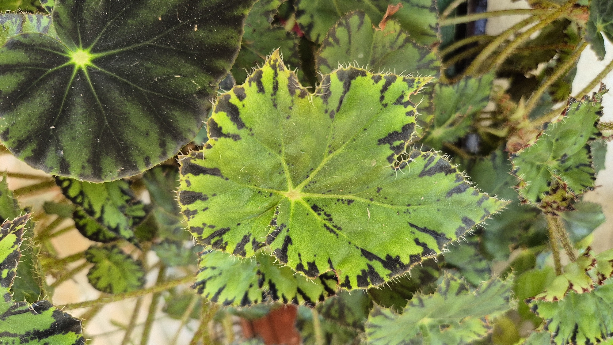 A close-up, overhead shot focuses on the textured, vibrantly patterned leaves of a begonia plant. The leaves are predominantly bright green with striking, irregular splotches of deep black. Their edges are serrated and fringed with fine, white hairs, giving them a delicate, almost spiky appearance. The central vein of the largest leaf is clearly defined, radiating outwards like a starburst. The background is a soft blur of more leaves and stems, with hints of brown and warmer tones suggesting a pot or surrounding foliage. The lighting highlights the waxy texture of the leaves and casts subtle shadows. The image is taken in an indoor or sheltered environment, characteristic of a garden or a well-lit room in a home, possibly located in Butovo, Bulgaria. There are no people or animals present.