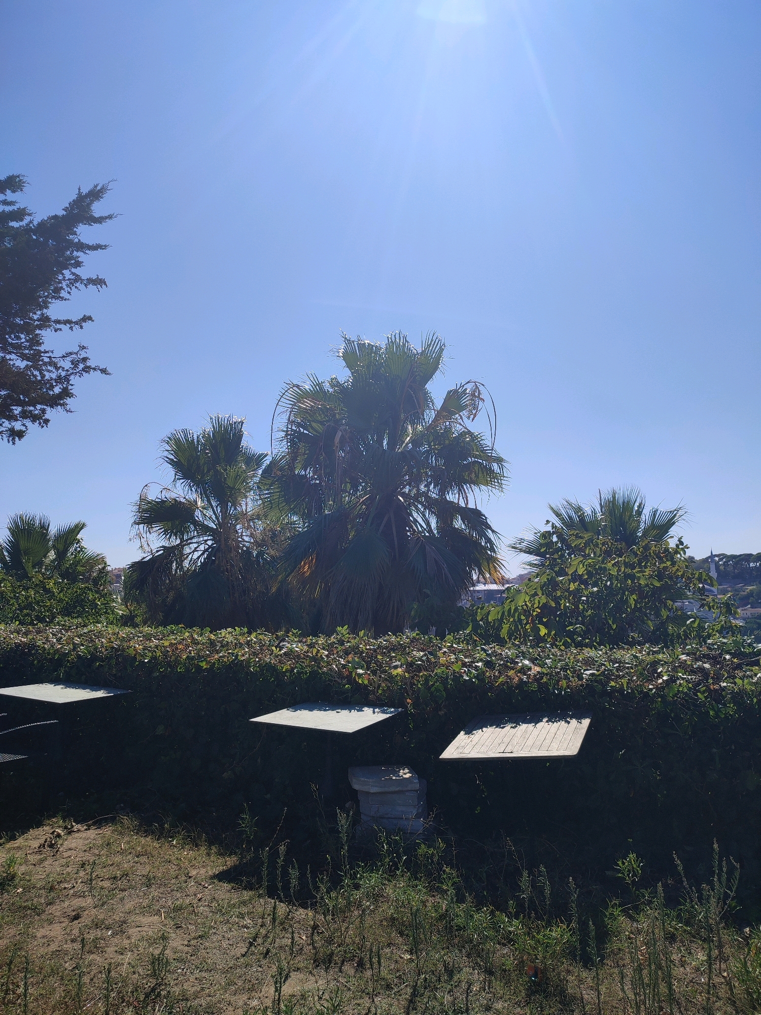 The image depicts an outdoor scene under a clear, bright blue sky with a visible sun flare in the upper center. In the foreground, dry, sparse vegetation covers sandy soil. A low, dense green hedge runs horizontally across the middle ground, behind which several palm trees are visible, with their fronds reaching towards the sky. Two flat, square-shaped surfaces, possibly table tops, emerge from the hedge from the left and right sides. To the left of the right table top, a stack of grey, rectangular objects, possibly concrete blocks, are partially visible. In the background, buildings and more greenery can be seen on a hillside, suggesting a town or city. The scene appears to be a park or garden area. The location is specified as Üsküdar, Turkey.