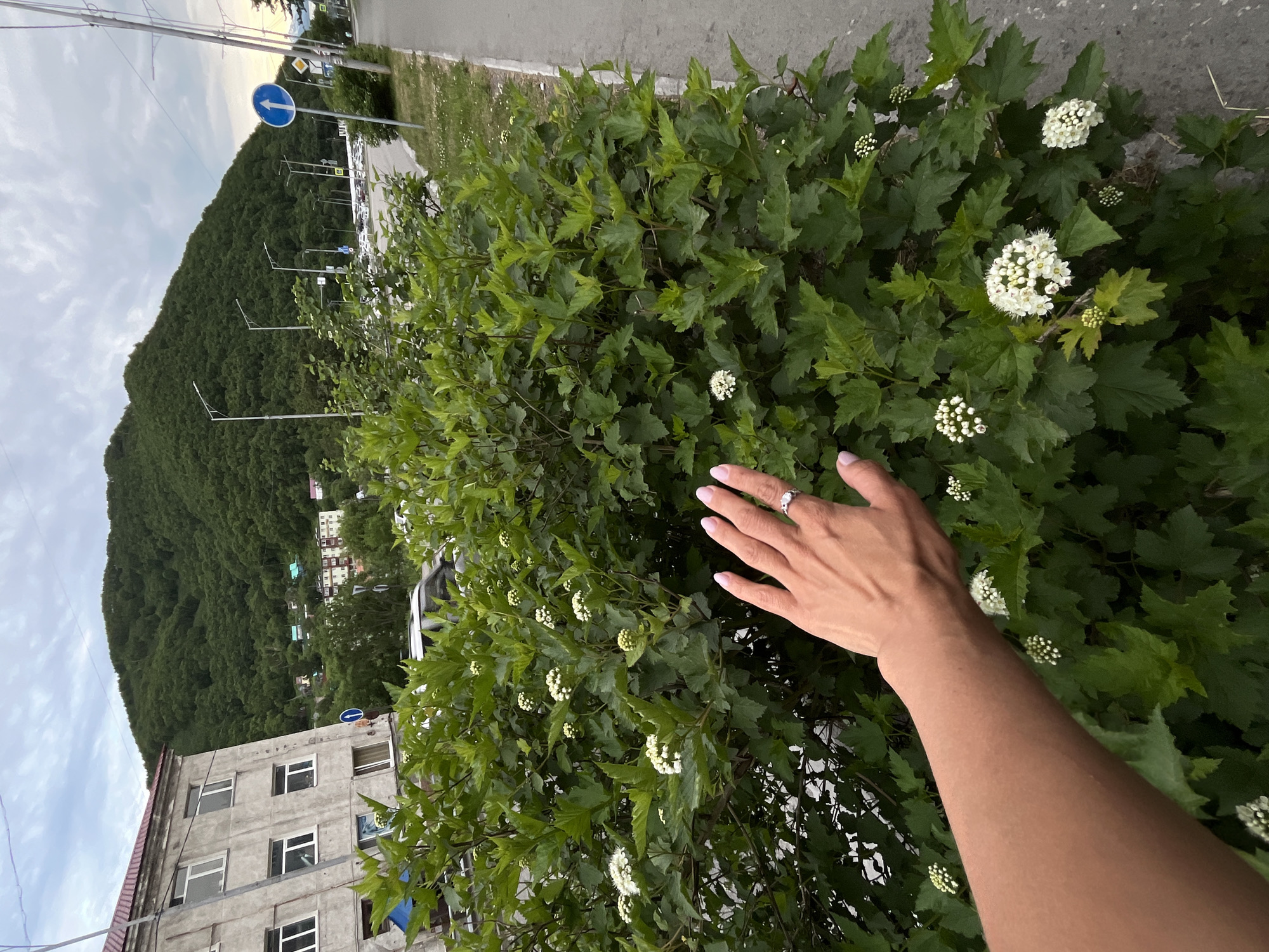 An aerial shot shows a hand with manicured fingernails reaching out towards a green bush with white flowers, situated on the side of a paved road in Petropavlovsk-Kamchatsky, Russia. The hand, with a ring on its ring finger, is positioned in the lower left quadrant of the image. The bush, dense with lush green leaves and small clusters of white blossoms, occupies the majority of the frame. In the background, a multi-story apartment building with a red roof stands on the left, its concrete facade showing signs of weathering. Further in the distance, a steep, tree-covered mountain rises, its slopes dotted with small buildings. A street with parked cars and lampposts is visible to the right of the bush, along with a blue directional sign. The sky is overcast with light clouds. The overall scene captures an urban natural landscape with a human element.