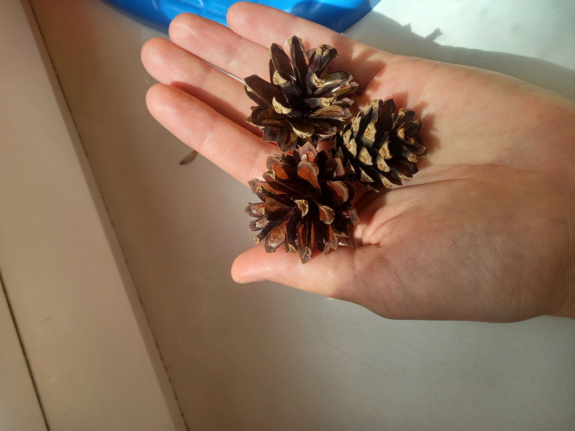 In the city of Rusanovo, Russia, a person's hand is holding three pine cones on a light-colored surface. The hand is open, palm up, with the pine cones resting on it. The pine cones are brown and appear dry. The background is a light-colored surface, possibly a windowsill, with a shadow cast from the hand and pine cones. A blue object is partially visible on the right side of the image. The lighting suggests it is daytime, with sunlight coming from the left.